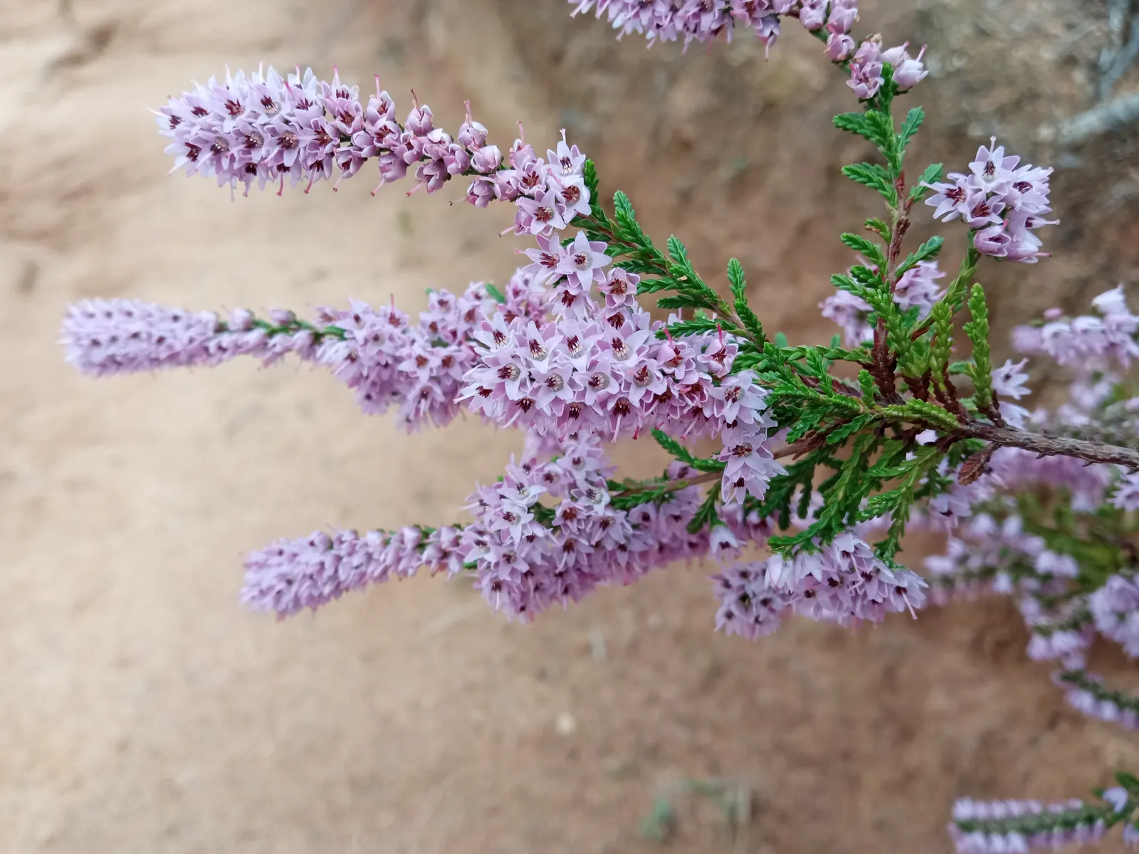 Heather (Erica Canaliculata) — A dexterous choice for landscape design, this plant adds a resilient and colorful touch to any garden; heather, or, image 87