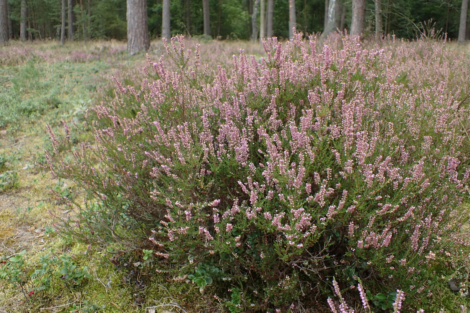 Heather (Erica Canaliculata) — which emerge in late winter to early spring; it typically reaches a mature height of around 5 to 6 feet, image 65