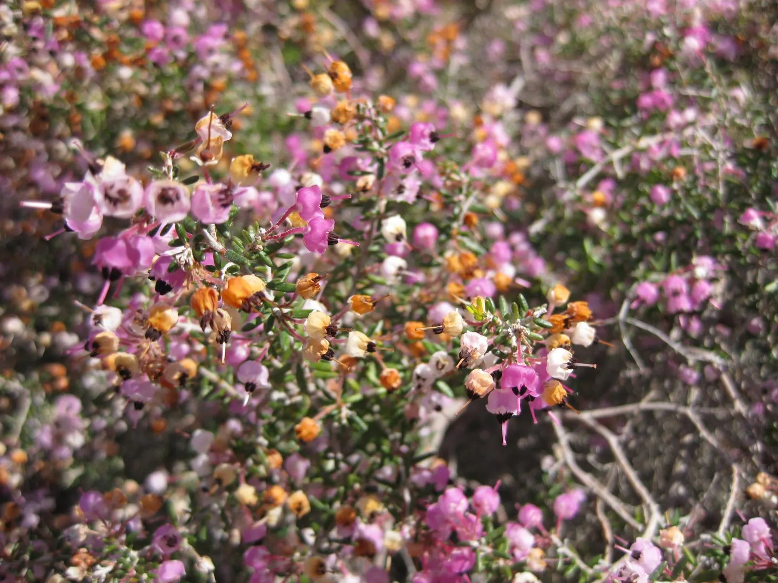 Heather (Erica Canaliculata) — making it a versatile mid-size specimen for borders; regular pruning maintains its compact form and encourages, image 89