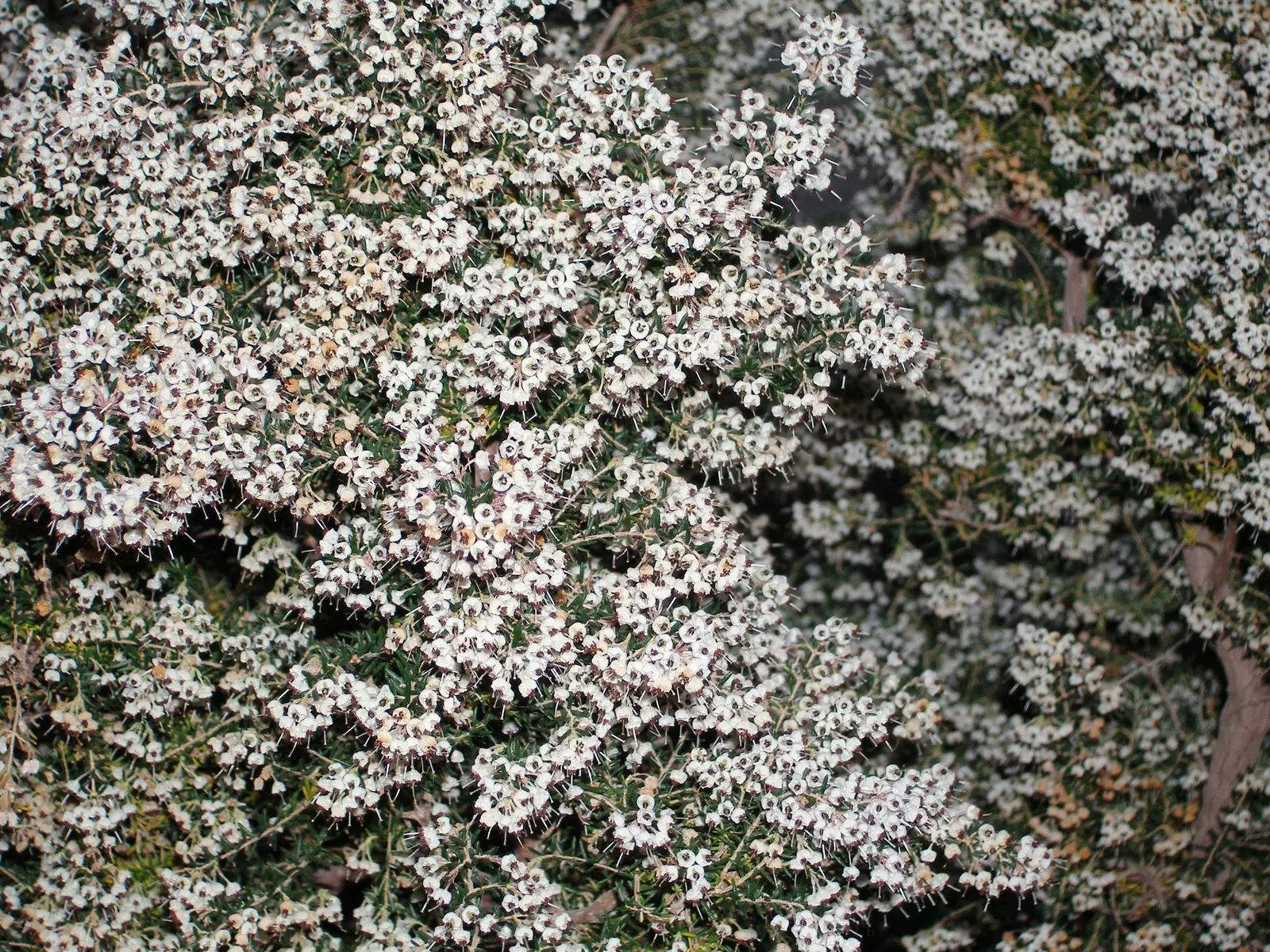 Heather (Erica Canaliculata) — Its fine foliage presents a feathery appearance