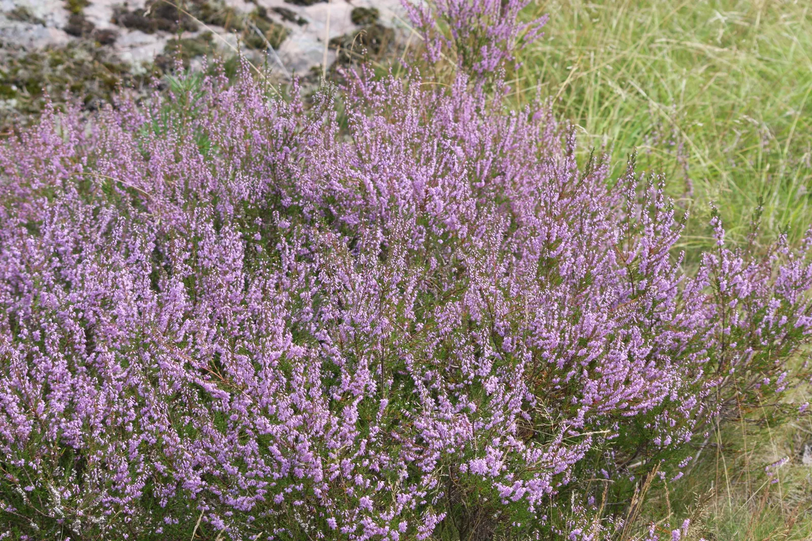 Heather (Erica Canaliculata) — making it a versatile mid-size specimen for borders; regular pruning maintains its compact form and encourages vigorous flowering