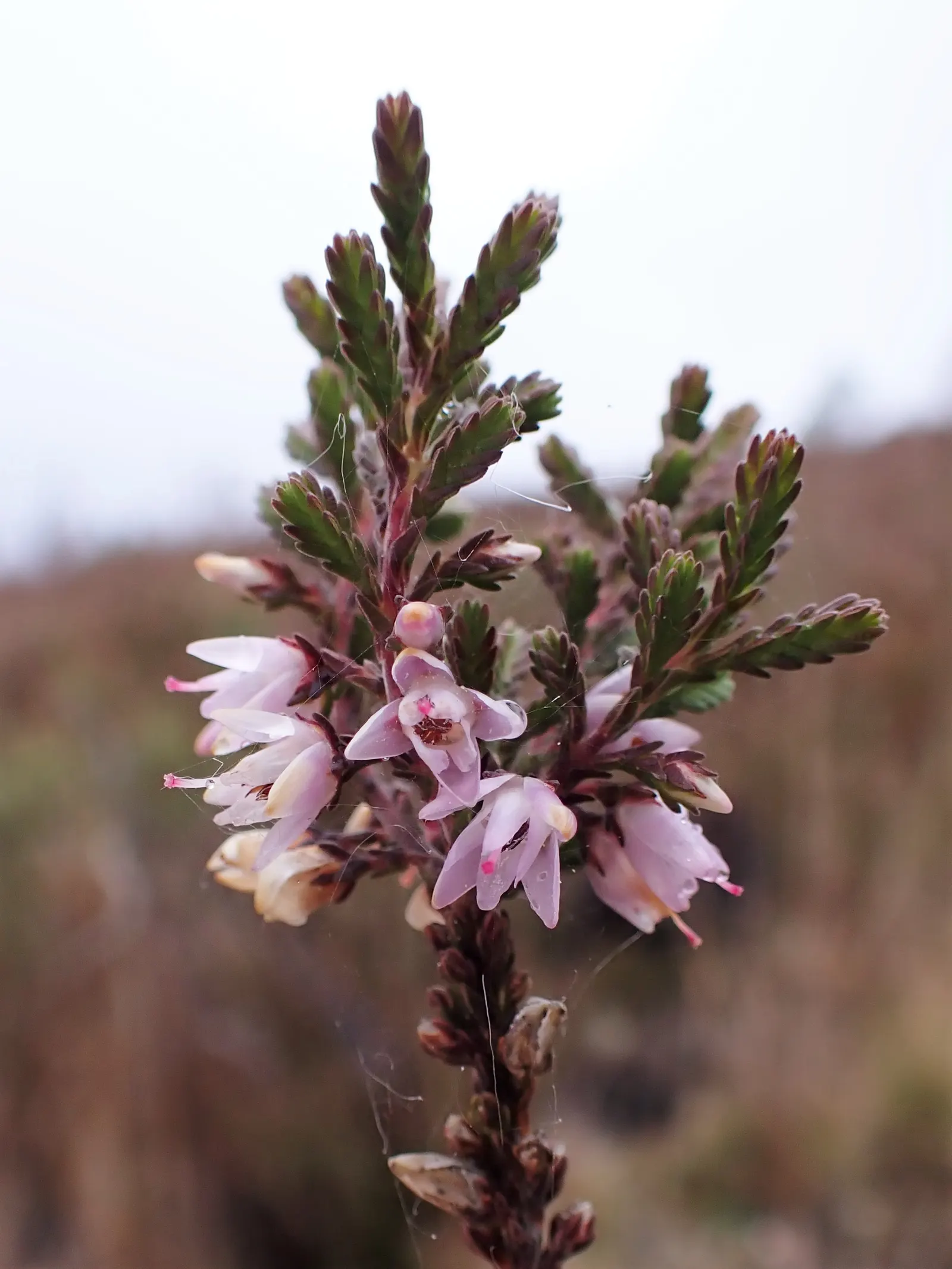 Heather (Erica Canaliculata) — well-drained soil and full to partial sun exposure; hardy and low-maintenance, it's ideal for mass plantings and, image 83