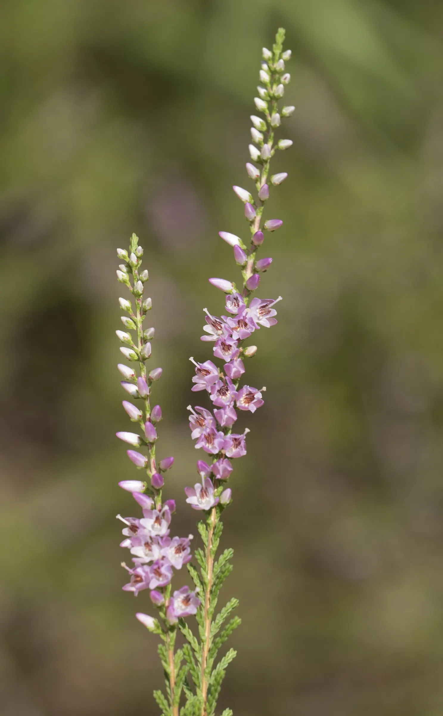 Heather (Erica Canaliculata) — It typically reaches a mature height of around 5 to 6 feet