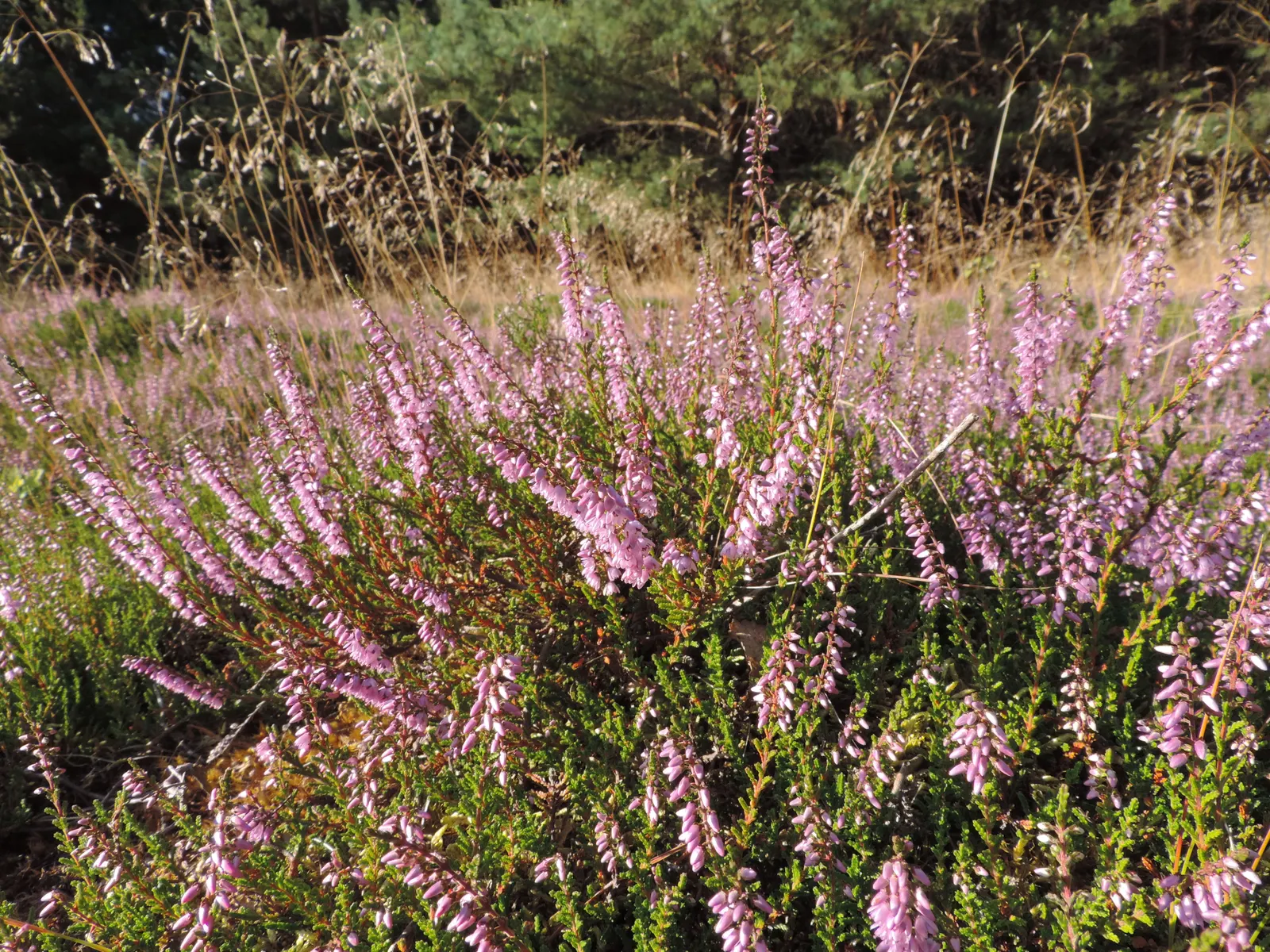Heather (Erica Canaliculata) — contributing to year-round interest.<br><br>For optimal growth; ranging in color from deep pinks to purples, image 69