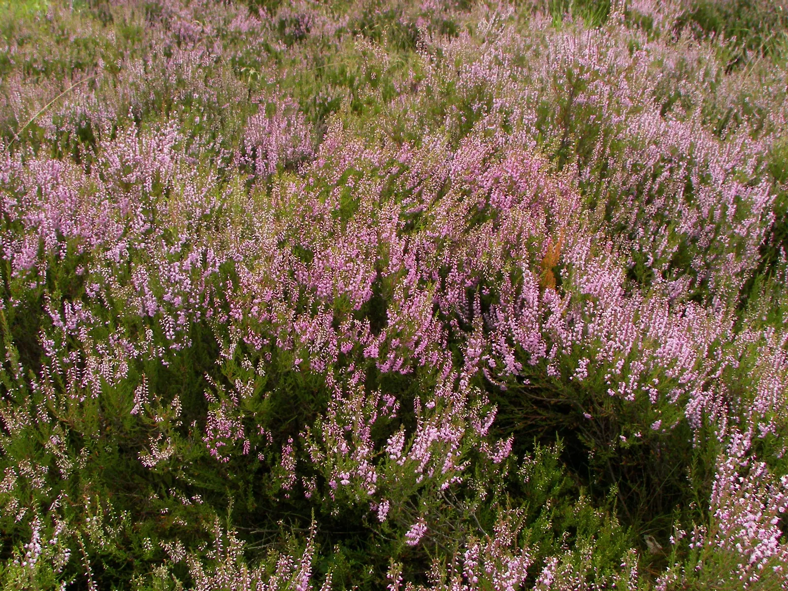 Heather (Erica Canaliculata) — Blooming from midwinter to early spring (December to April); broadleaf evergreen / shrub with white blooms