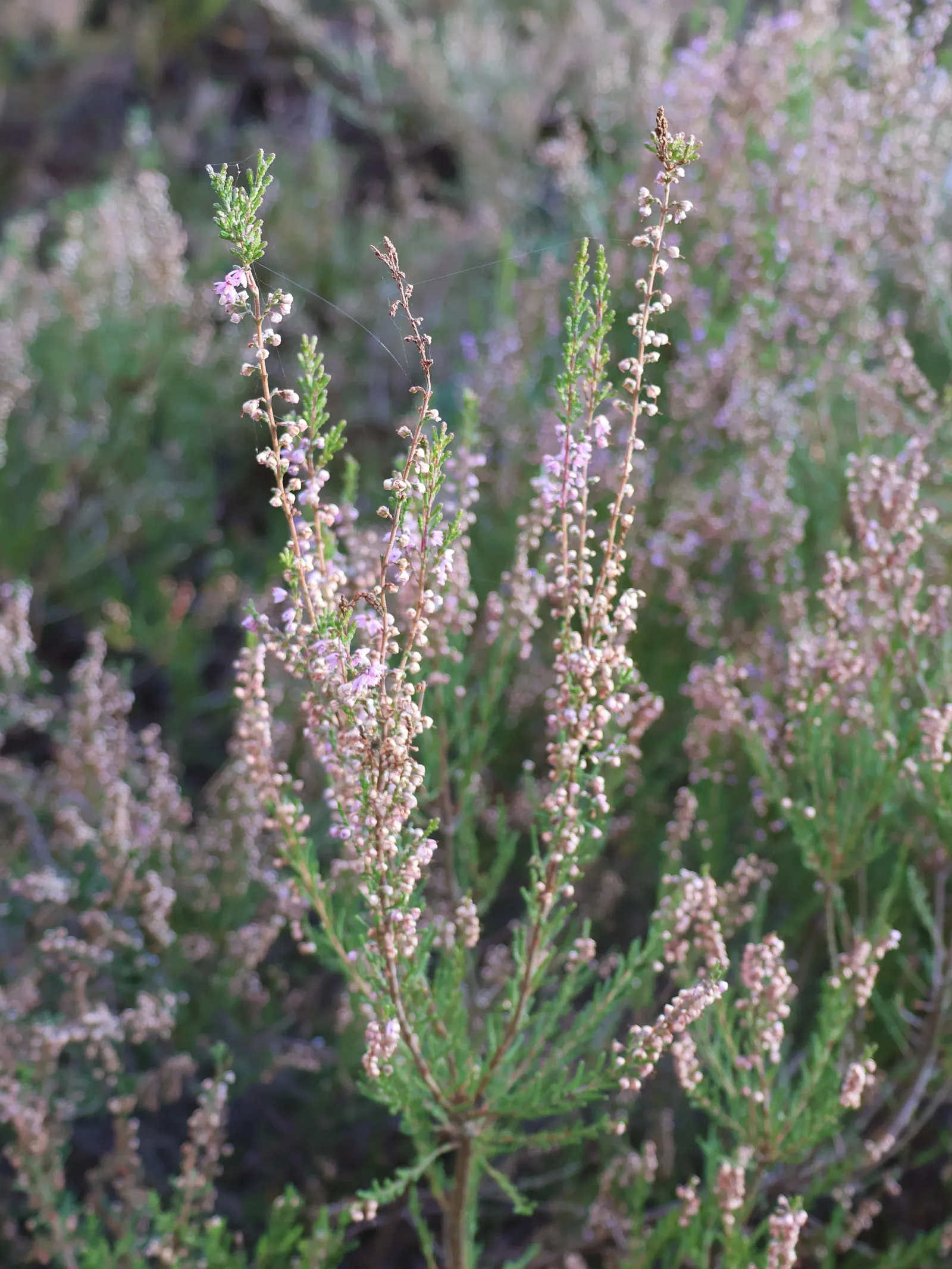 Heather (Erica Canaliculata) — making it a versatile mid-size specimen for borders; regular pruning maintains its compact form and encourages, image 63