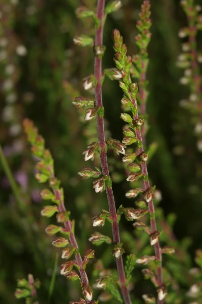 Heather (Erica Canaliculata) — well-drained soil and full to partial sun exposure