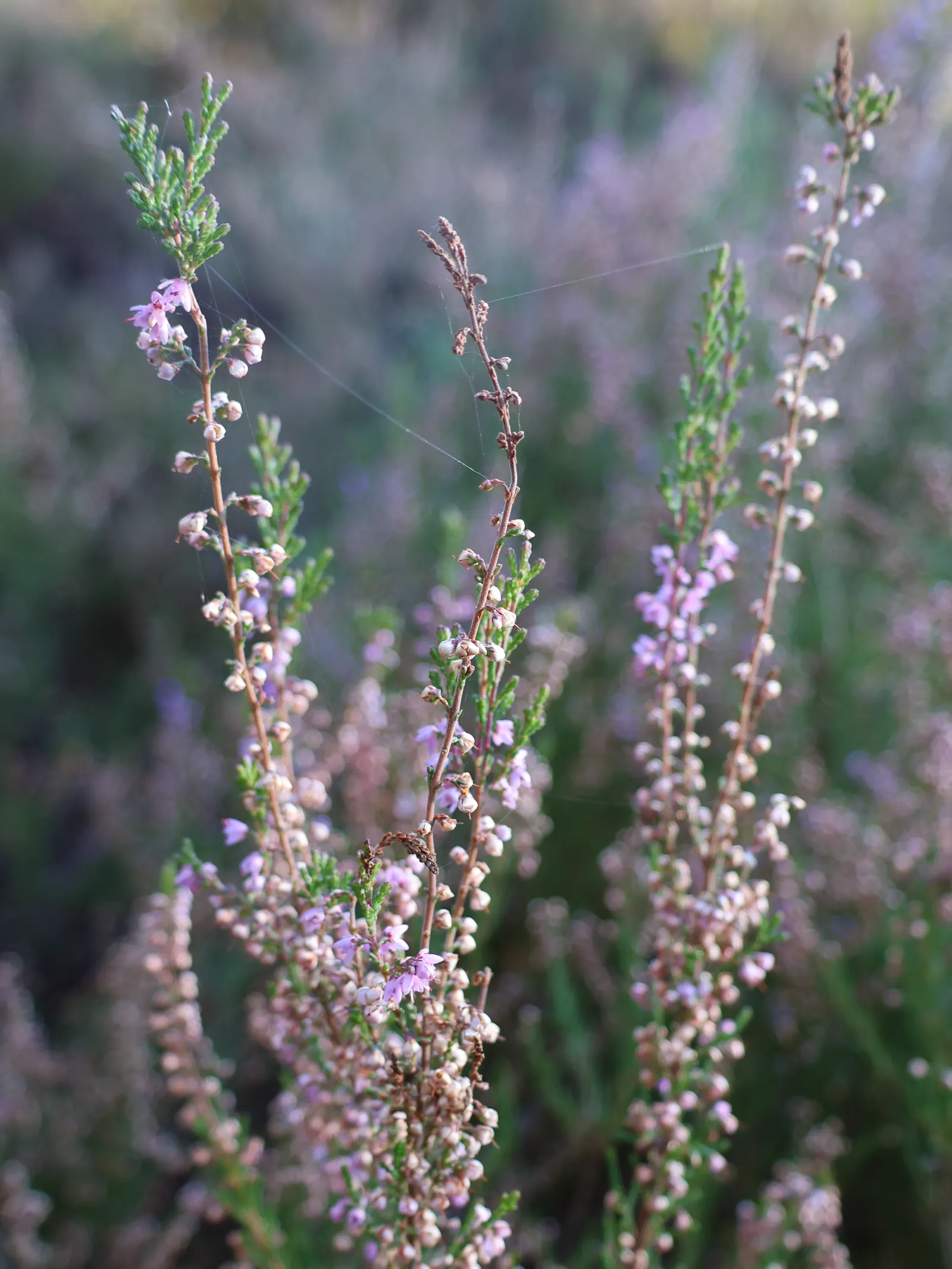 Heather (Erica Canaliculata) — place this heather in a site with full sun to partial shade; it flourishes in well-draining acidic soil and once, image 70