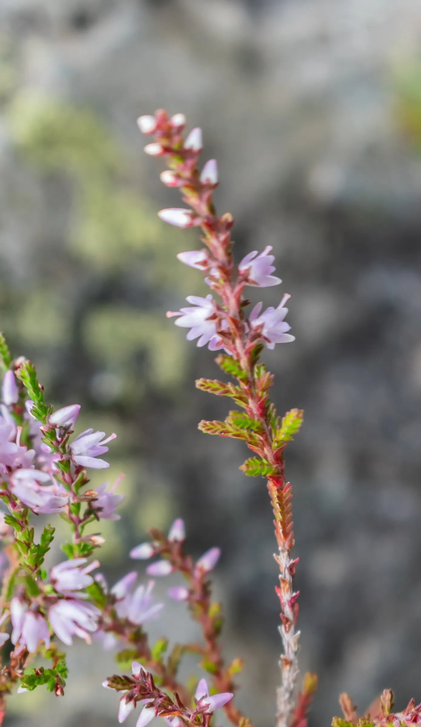 Heather (Erica Canaliculata) — It typically reaches a mature height of around 5 to 6 feet; its foliage presents a dense array of fine