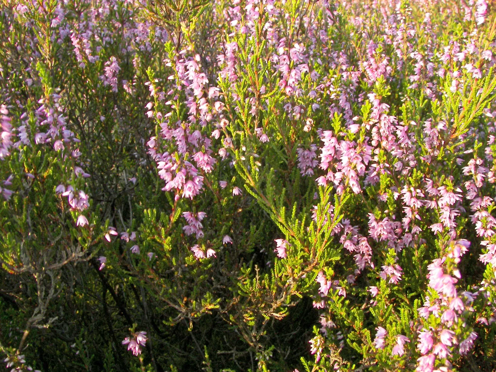 Heather (Erica Canaliculata) — These blossoms are not only a visual delight but also a boon for pollinators like bees and butterflies