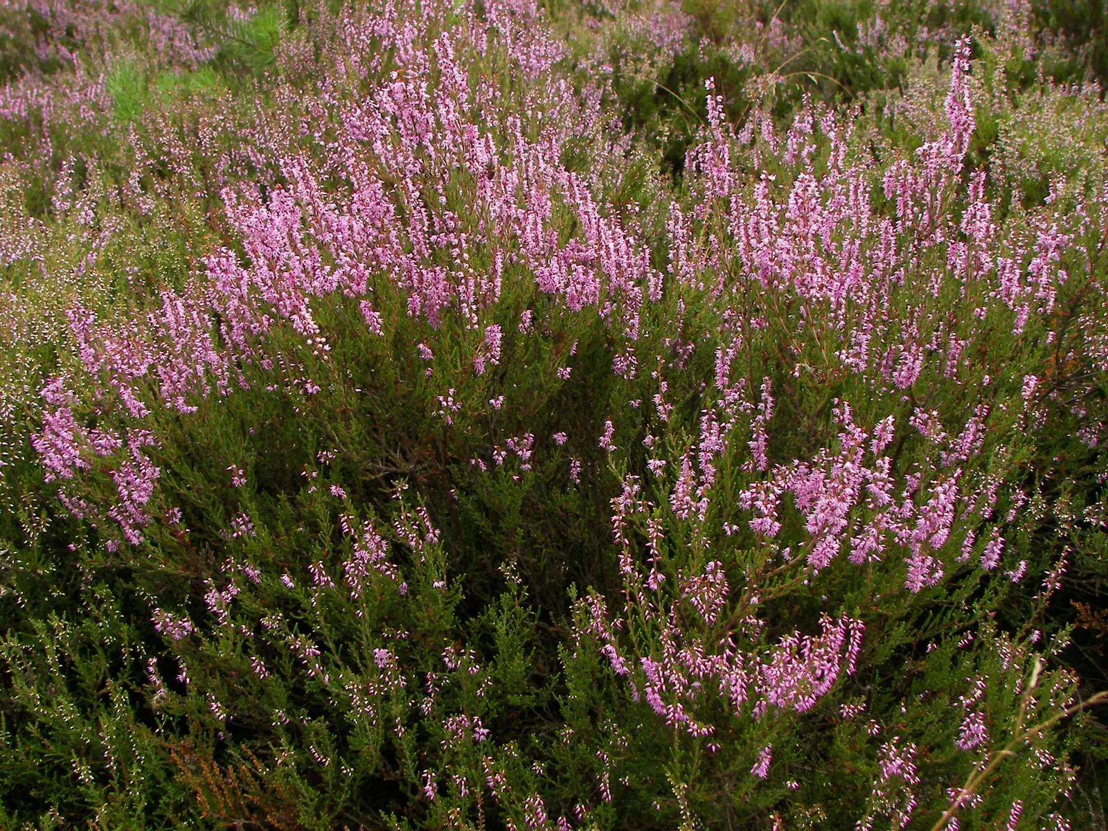 Heather (Erica Canaliculata) — broadleaf evergreen / shrub with white blooms