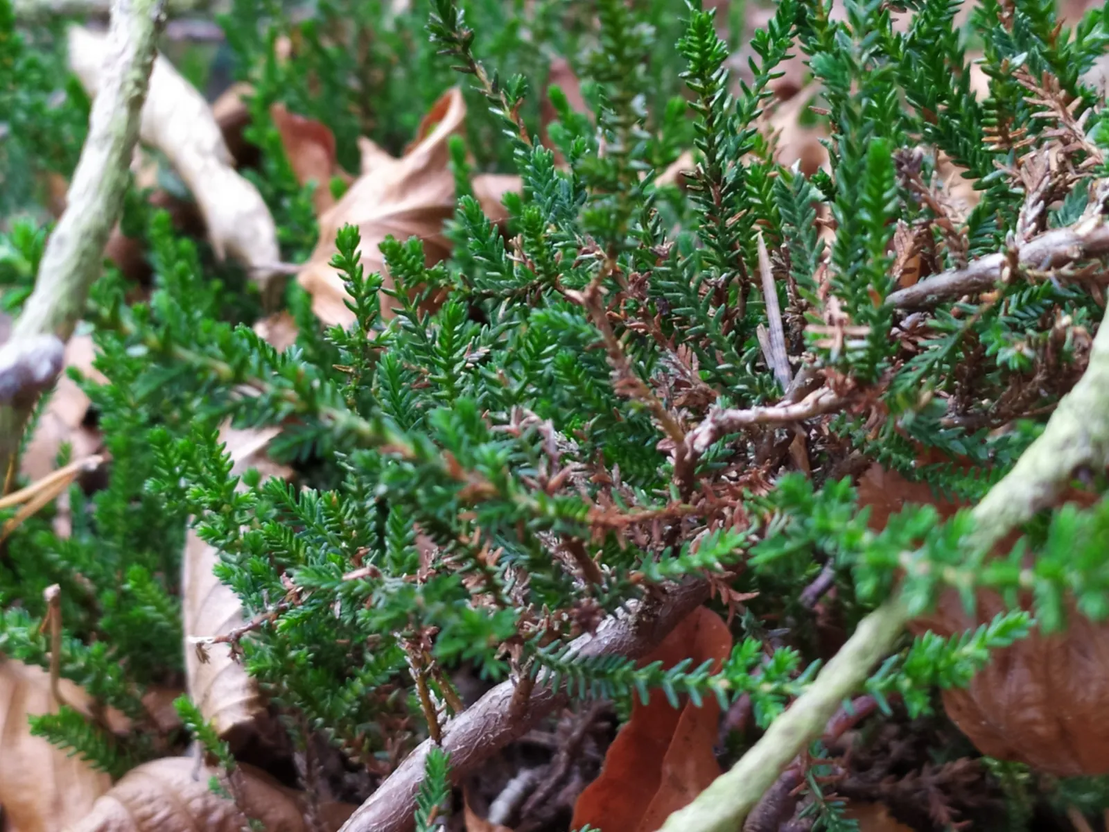 Heather (Erica Canaliculata) — topped by plentiful bell-shaped flowers ranging from pinks to purples; place this heather in a site with full sun to, image 55