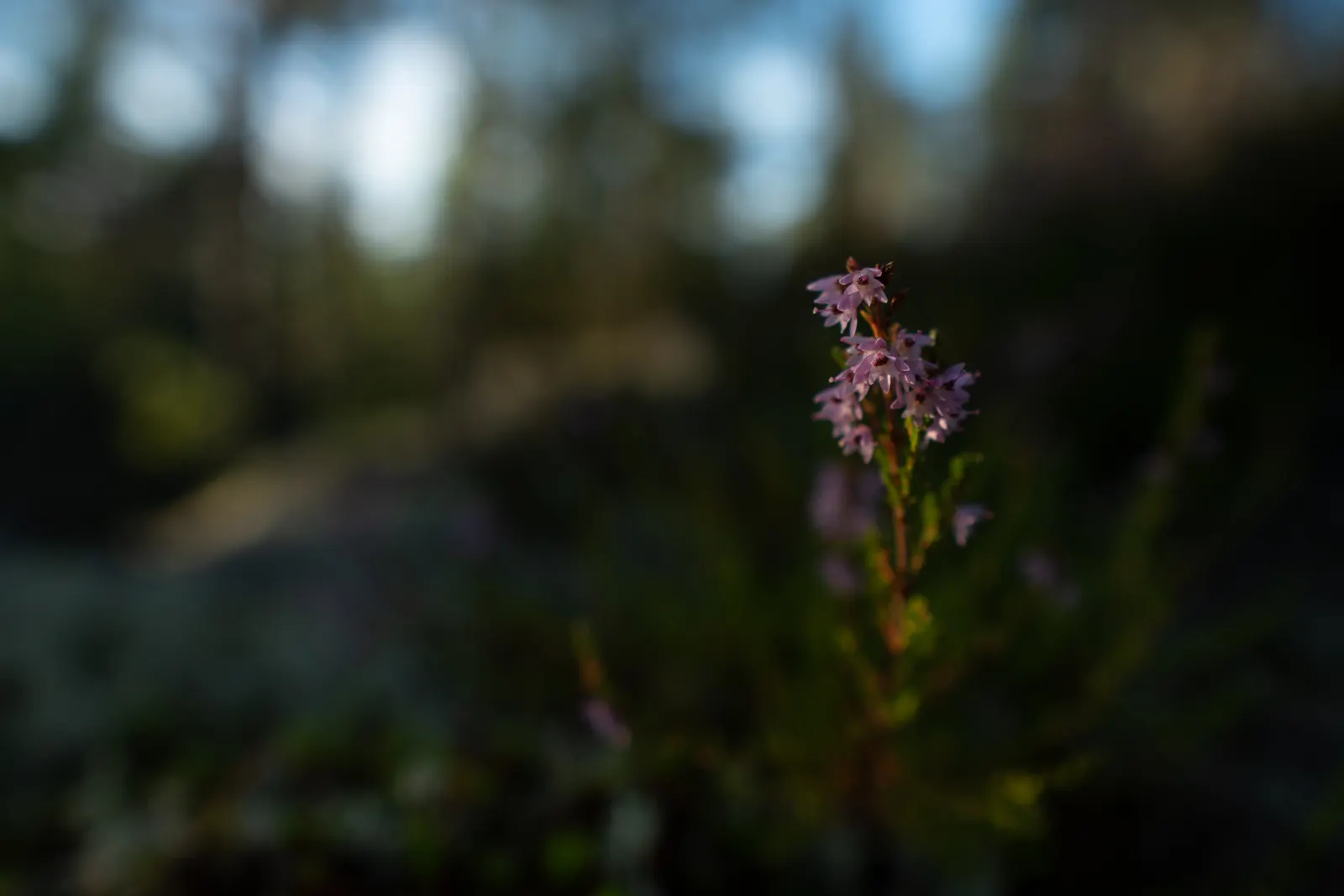 Heather (Erica Canaliculata) — It typically reaches a mature height of around 5 to 6 feet; its foliage presents a dense array of fine, image 88