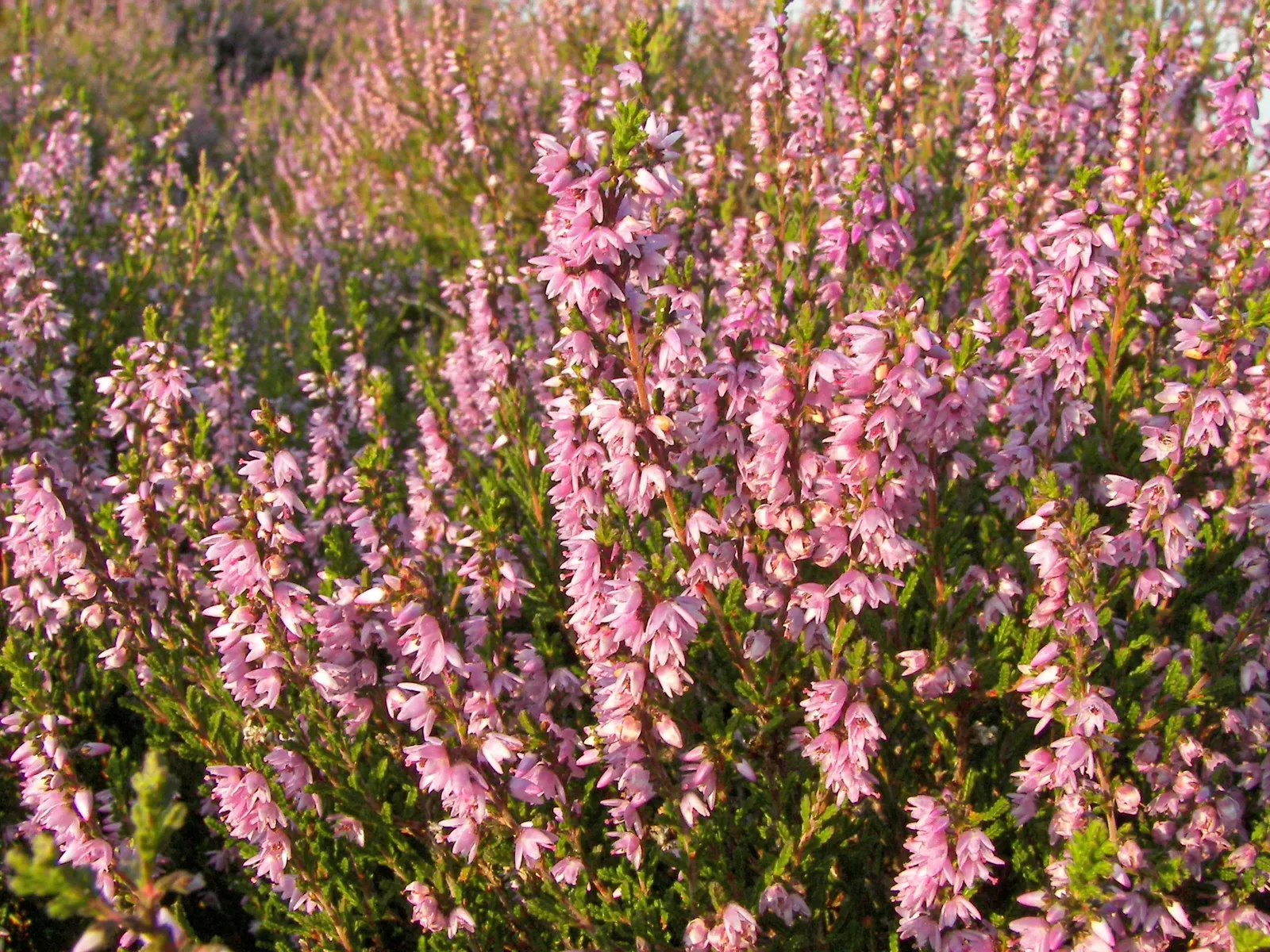 Heather (Erica Canaliculata) — ranging in color from deep pinks to purples; topped by plentiful bell-shaped flowers ranging from pinks to purples, image 64