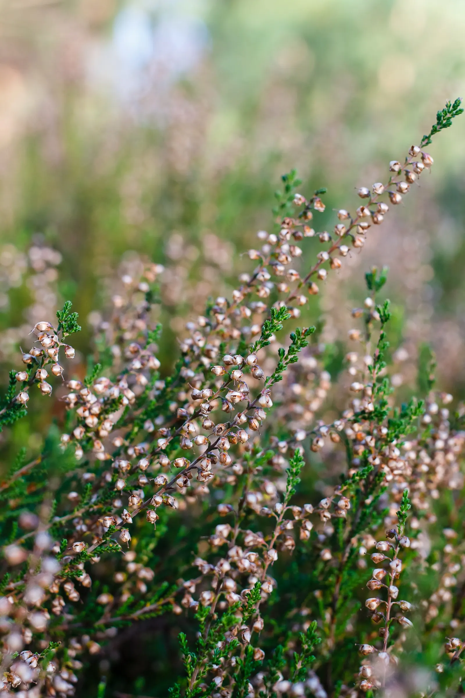 Heather (Erica Canaliculata) — ranging in color from deep pinks to purples