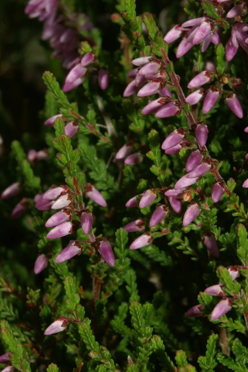 Heather (Erica Canaliculata) — A dexterous choice for landscape design, this plant adds a resilient and colorful touch to any garden