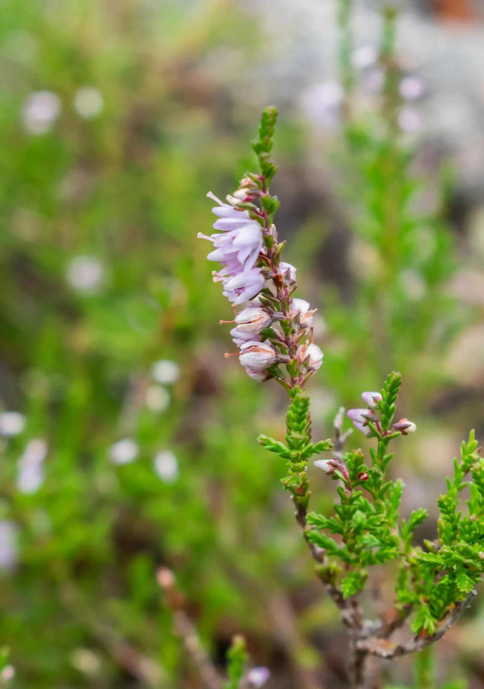 Heather (Erica Canaliculata) — Hardy and low-maintenance, it's ideal for mass plantings and rock gardens; which emerge in late winter to early spring