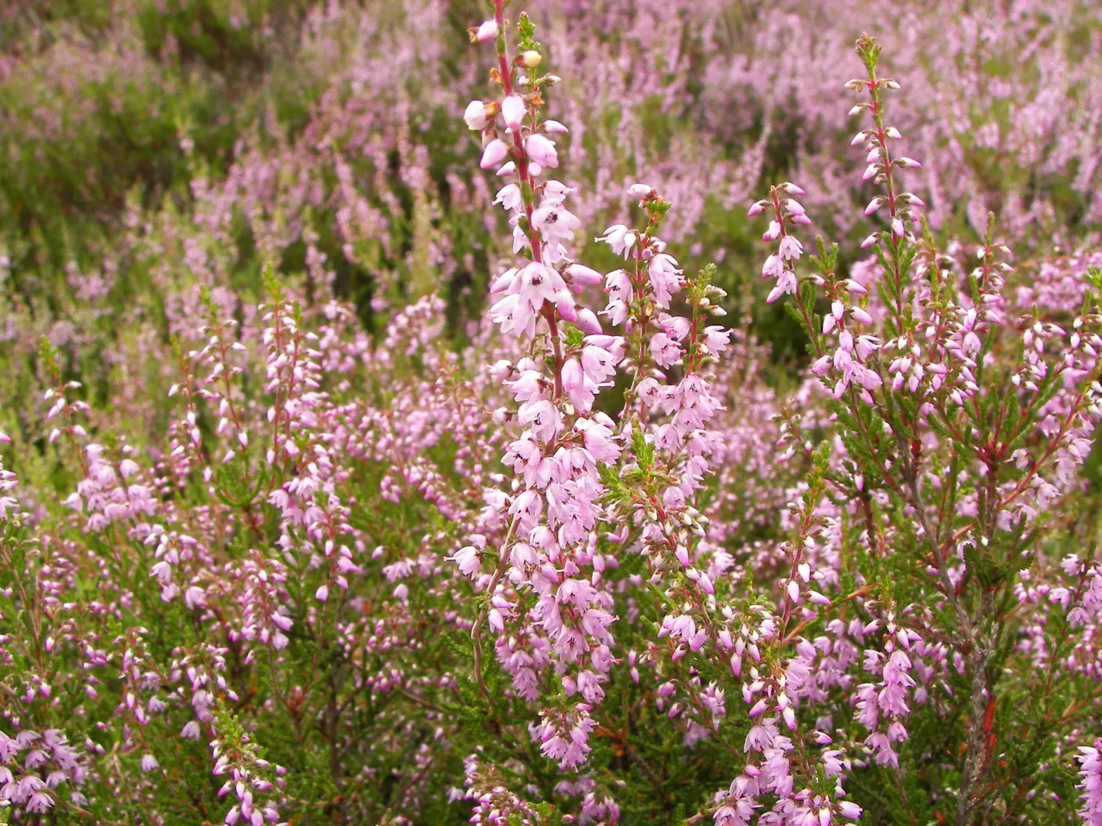 Heather (Erica Canaliculata) — broadleaf evergreen / shrub for full or half; with its low maintenance requirements and captivating aesthetic