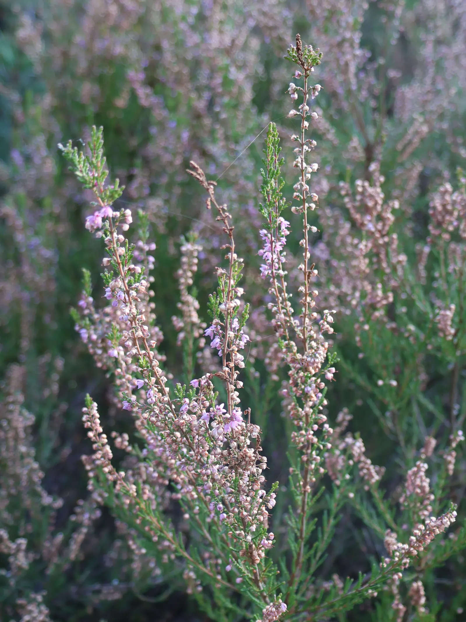 Heather (Erica Canaliculata) — Heather, or Erica canaliculata, is an enchanting evergreen shrub heralding from the fynbos of South Africa; is an, image 60