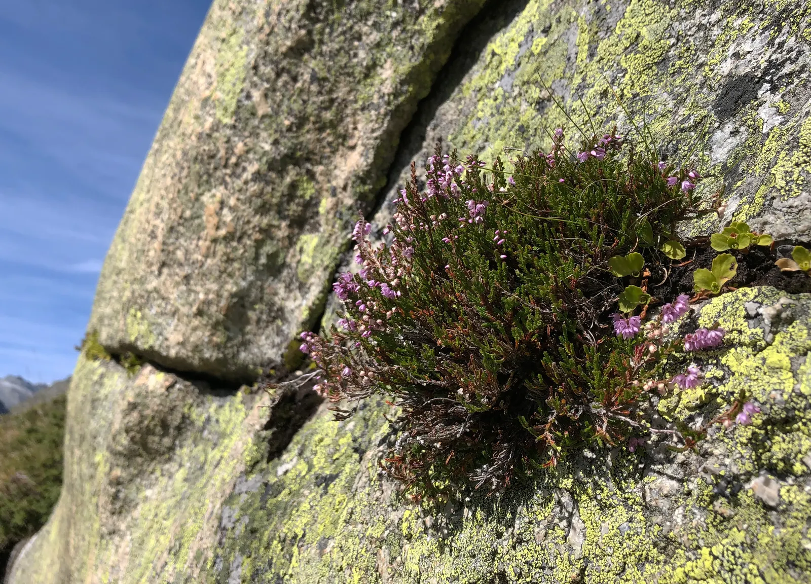 Heather (Erica Canaliculata) — With its low maintenance requirements and captivating aesthetic