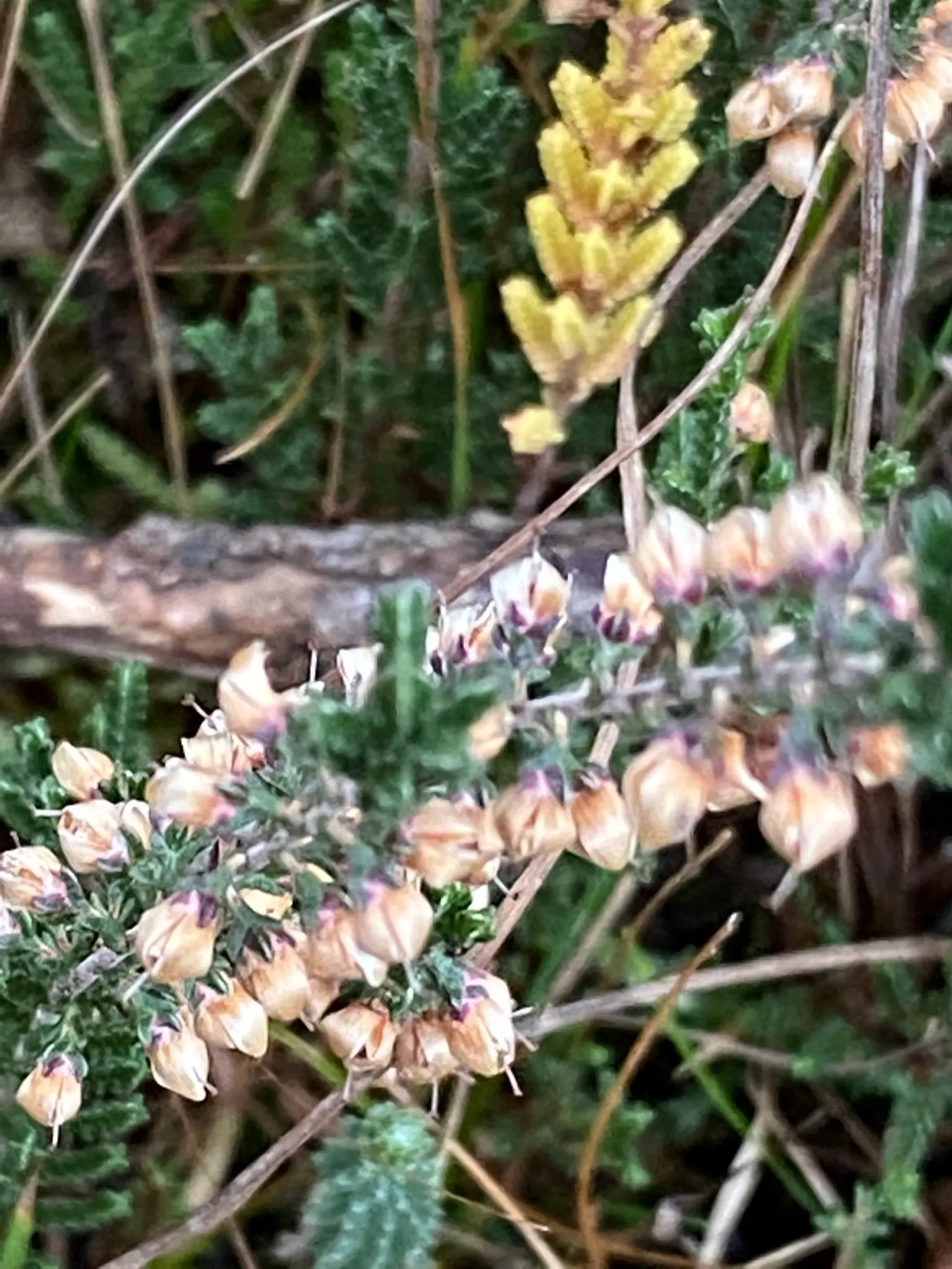 Heather (Erica Canaliculata) — Blooming from midwinter to early spring (December to April); broadleaf evergreen / shrub with white blooms, image 56