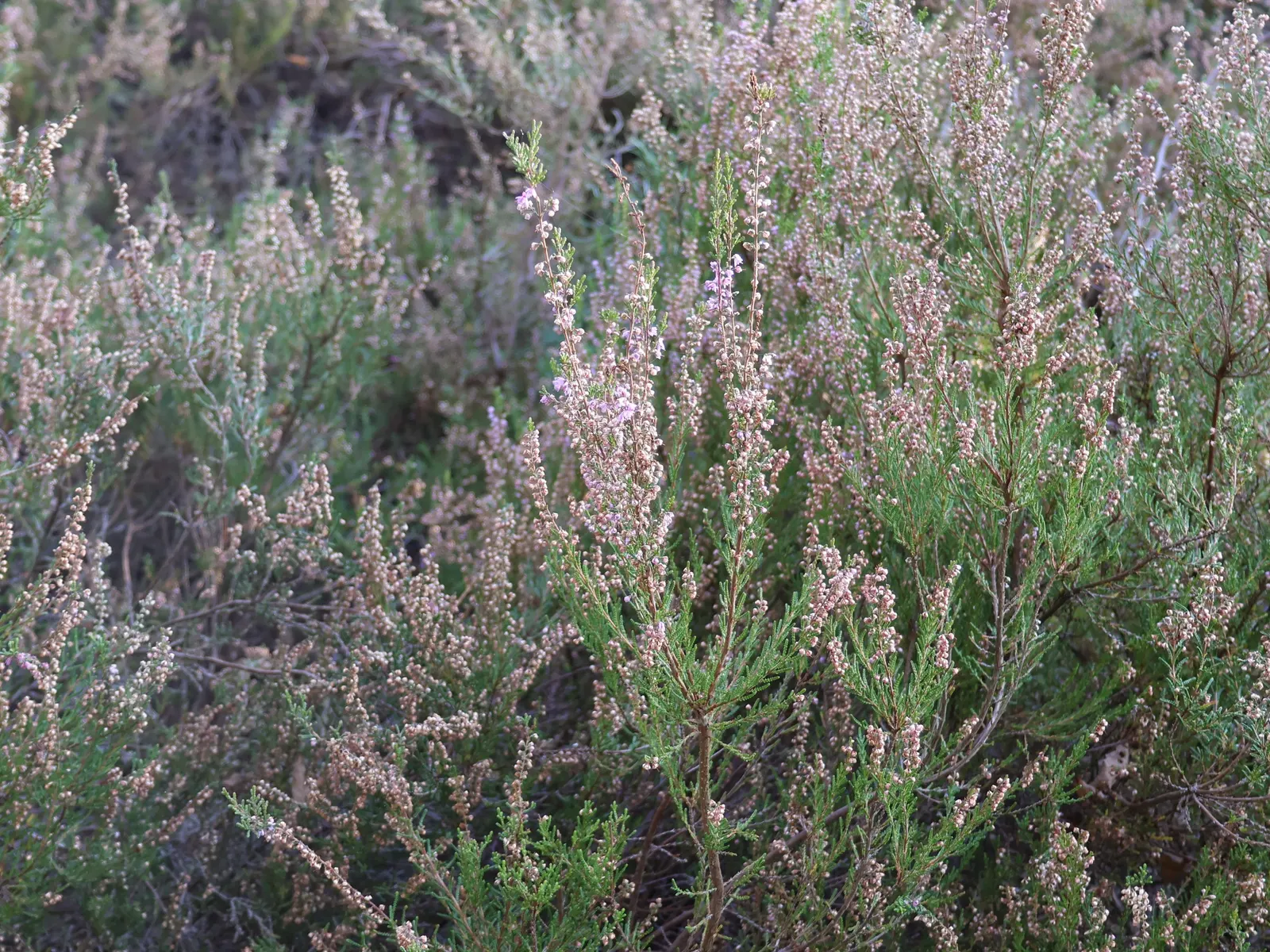 Heather (Erica Canaliculata) — is an evergreen shrub reaching heights of 4-6 ft with a similar spread; blooming from midwinter to early spring, image 79