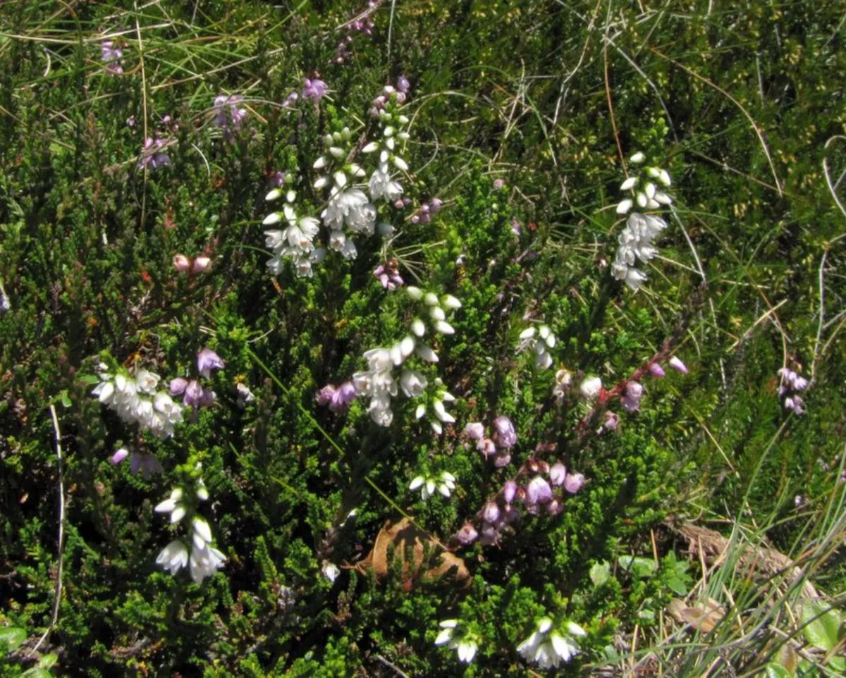 Heather (Erica Canaliculata) — contributing to year-round interest.<br><br>For optimal growth