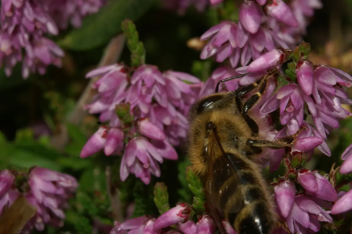 Heather (Erica Canaliculata) — Hardy and low-maintenance, it's ideal for mass plantings and rock gardens; which emerge in late winter to early, image 84