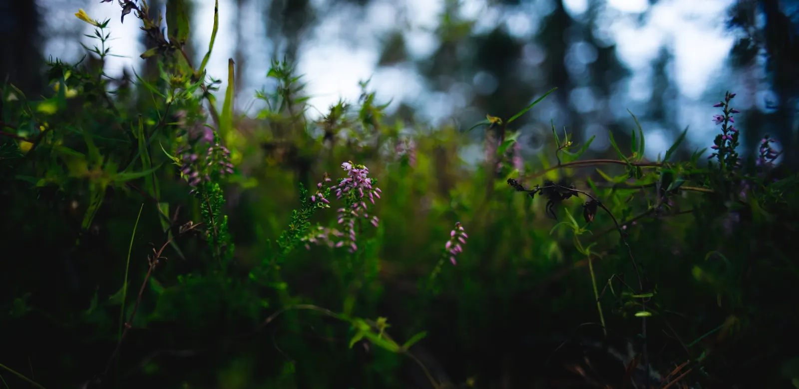 Heather (Erica Canaliculata) — These blossoms are not only a visual delight but also a boon for pollinators like bees and butterflies; contributing, image 92