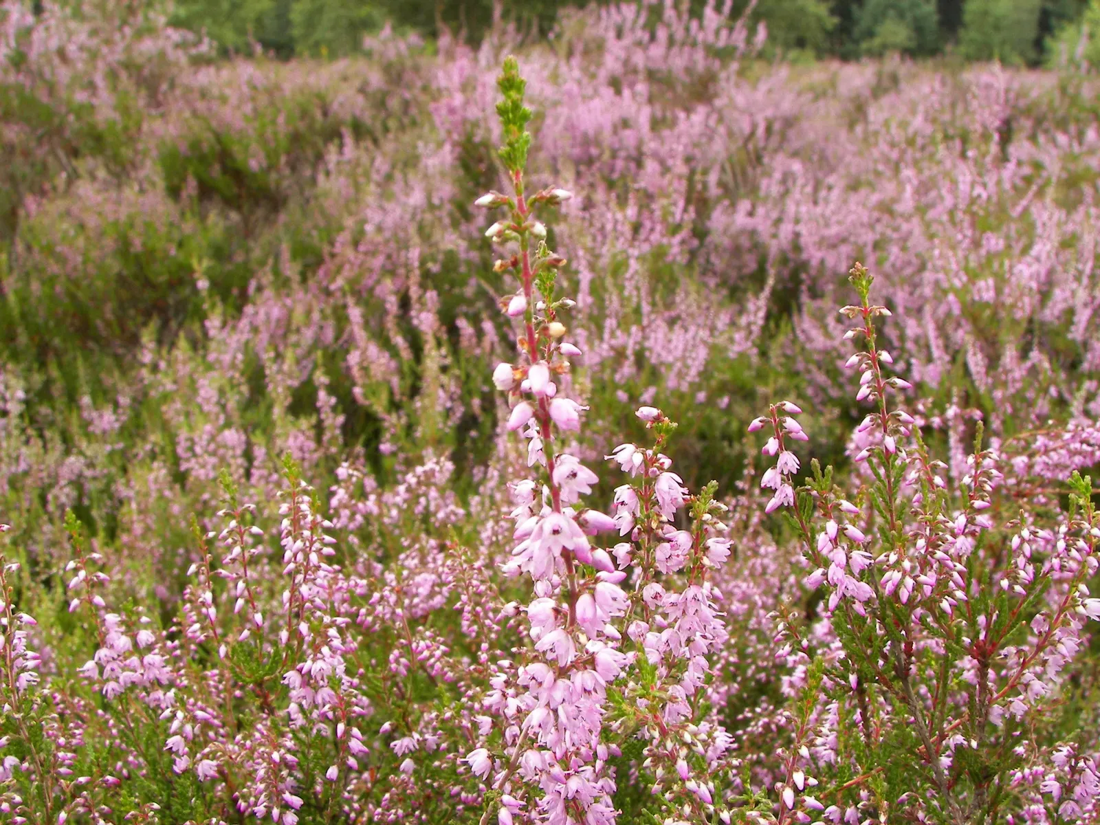 Heather (Erica Canaliculata) — broadleaf evergreen / shrub for full or half; with its low maintenance requirements and captivating aesthetic, image 78