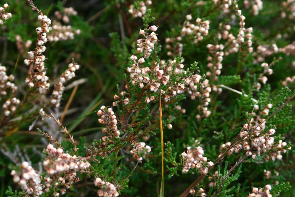 Heather (Erica Canaliculata) — A dexterous choice for landscape design, this plant adds a resilient and colorful touch to any garden; heather, or Erica