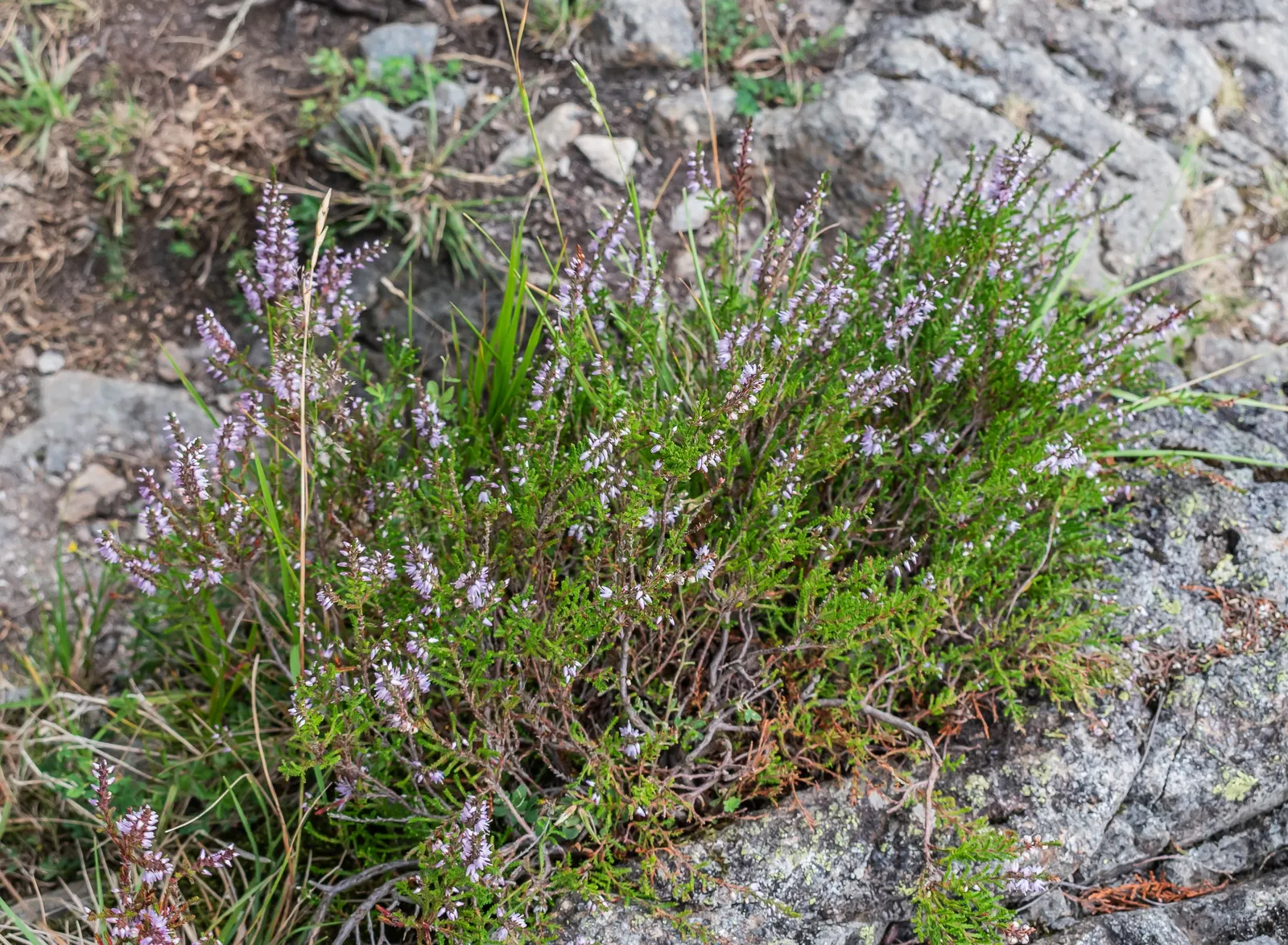 Heather (Erica Canaliculata) — Heather, or Erica canaliculata, is an enchanting evergreen shrub heralding from the fynbos of South Africa; is an, image 86