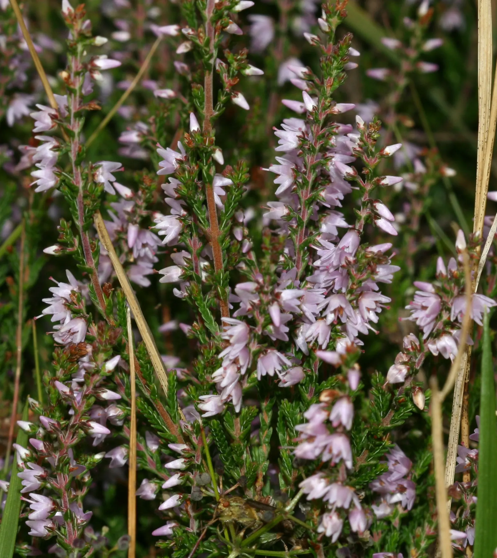 Heather (Erica Canaliculata) — Blooming from midwinter to early spring (December to April); broadleaf evergreen / shrub with white blooms, image 82