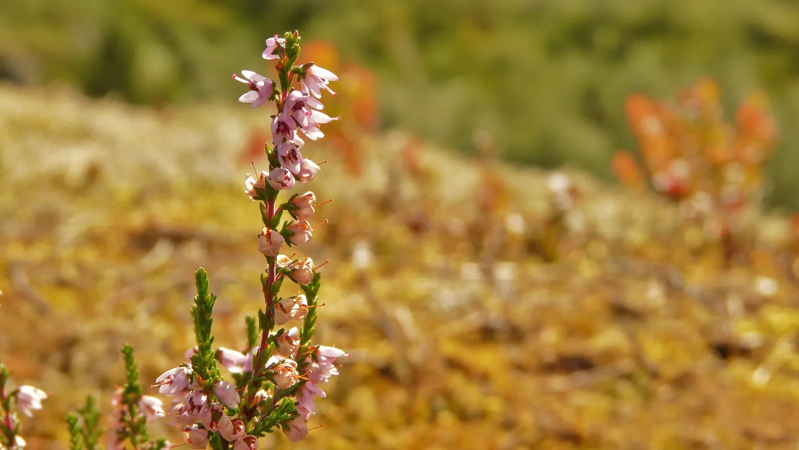 Heather (Erica Canaliculata) — white flowers in the garden; a dexterous choice for landscape design, this plant adds a resilient and colorful touch, image 76