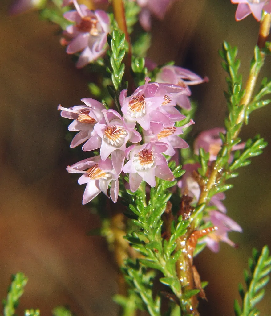 Heather (Erica Canaliculata) — Its foliage presents a dense array of fine; white flowers in the garden, image 93