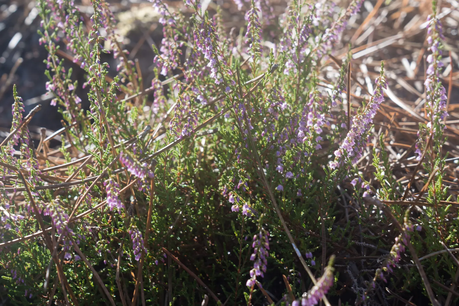 Heather (Erica Canaliculata) — well-drained soil and full to partial sun exposure; hardy and low-maintenance, it's ideal for mass plantings and rock gardens