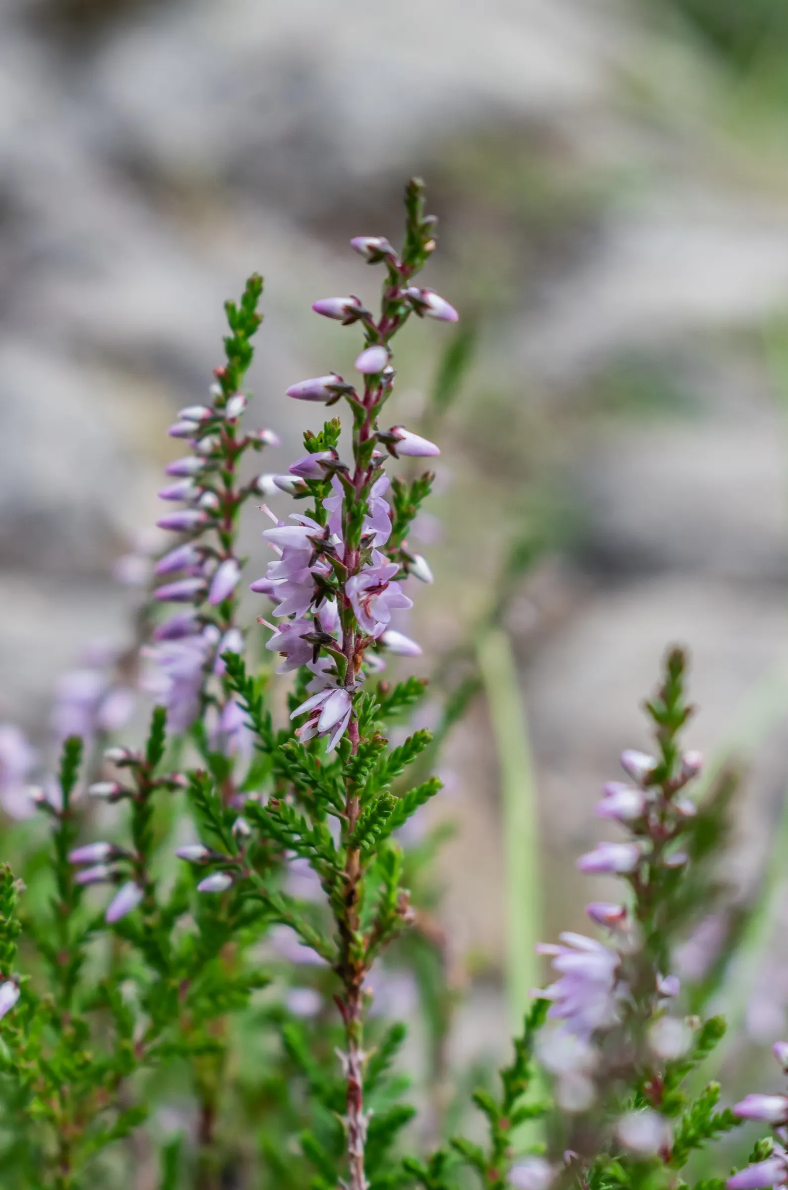 Heather (Erica Canaliculata) — ranging in color from deep pinks to purples; topped by plentiful bell-shaped flowers ranging from pinks to purples, image 90