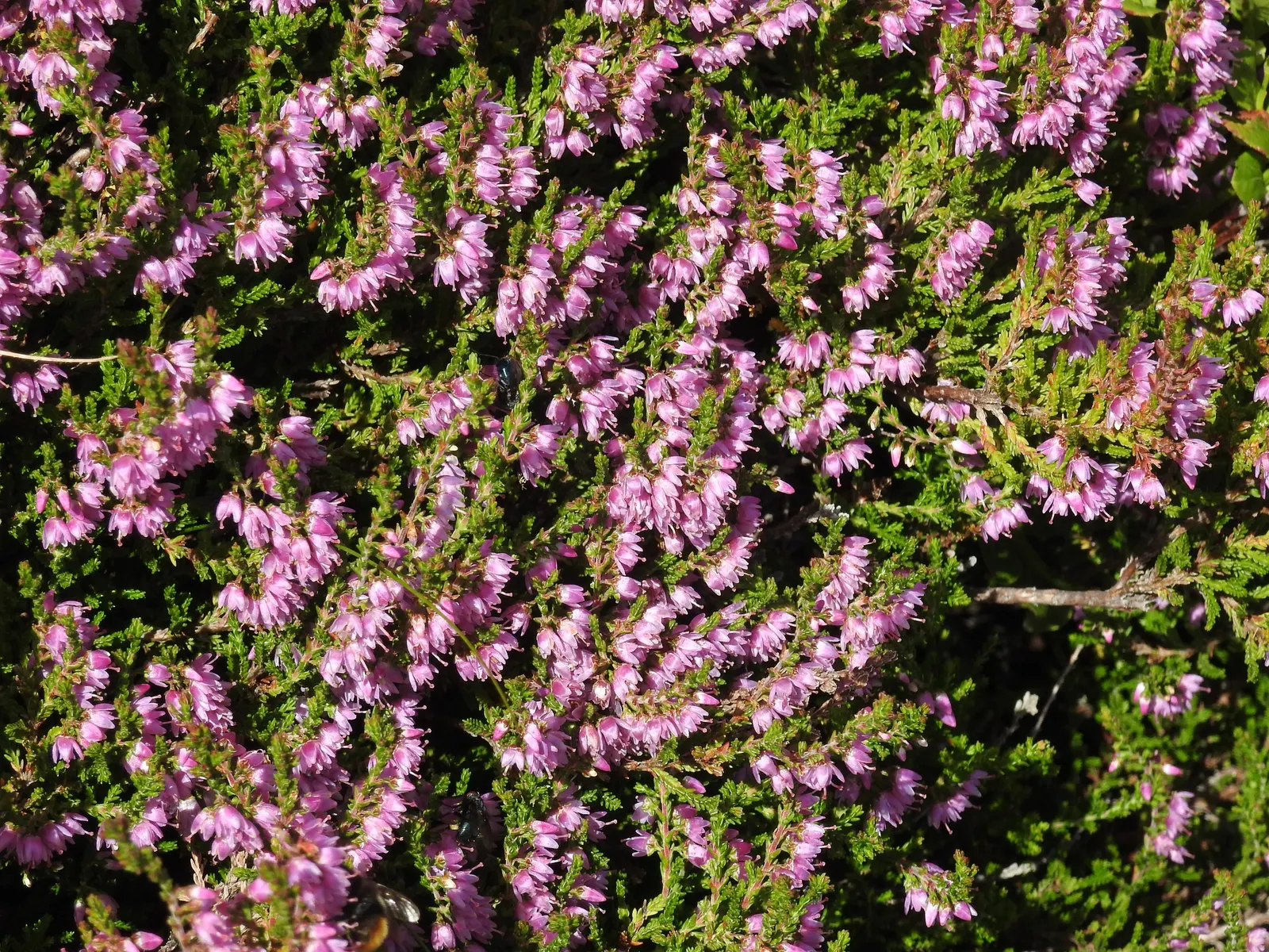Heather (Erica Canaliculata) — needle-like leaves that create a rich tapestry of dark green; well-drained soil and full to partial sun exposure, image 94