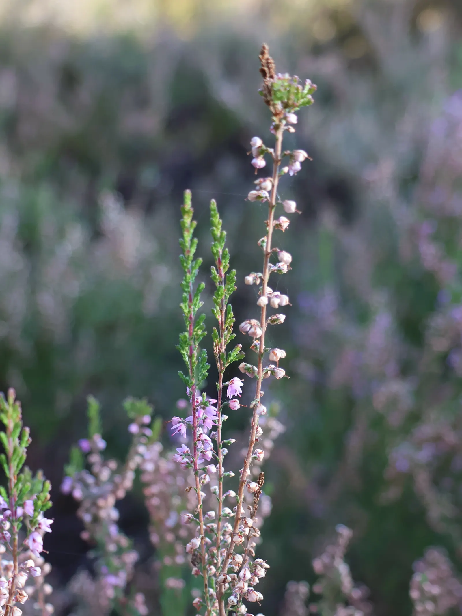 Heather (Erica Canaliculata) — broadleaf evergreen / shrub with white blooms; needle-like leaves that create a rich tapestry of dark green, image 77
