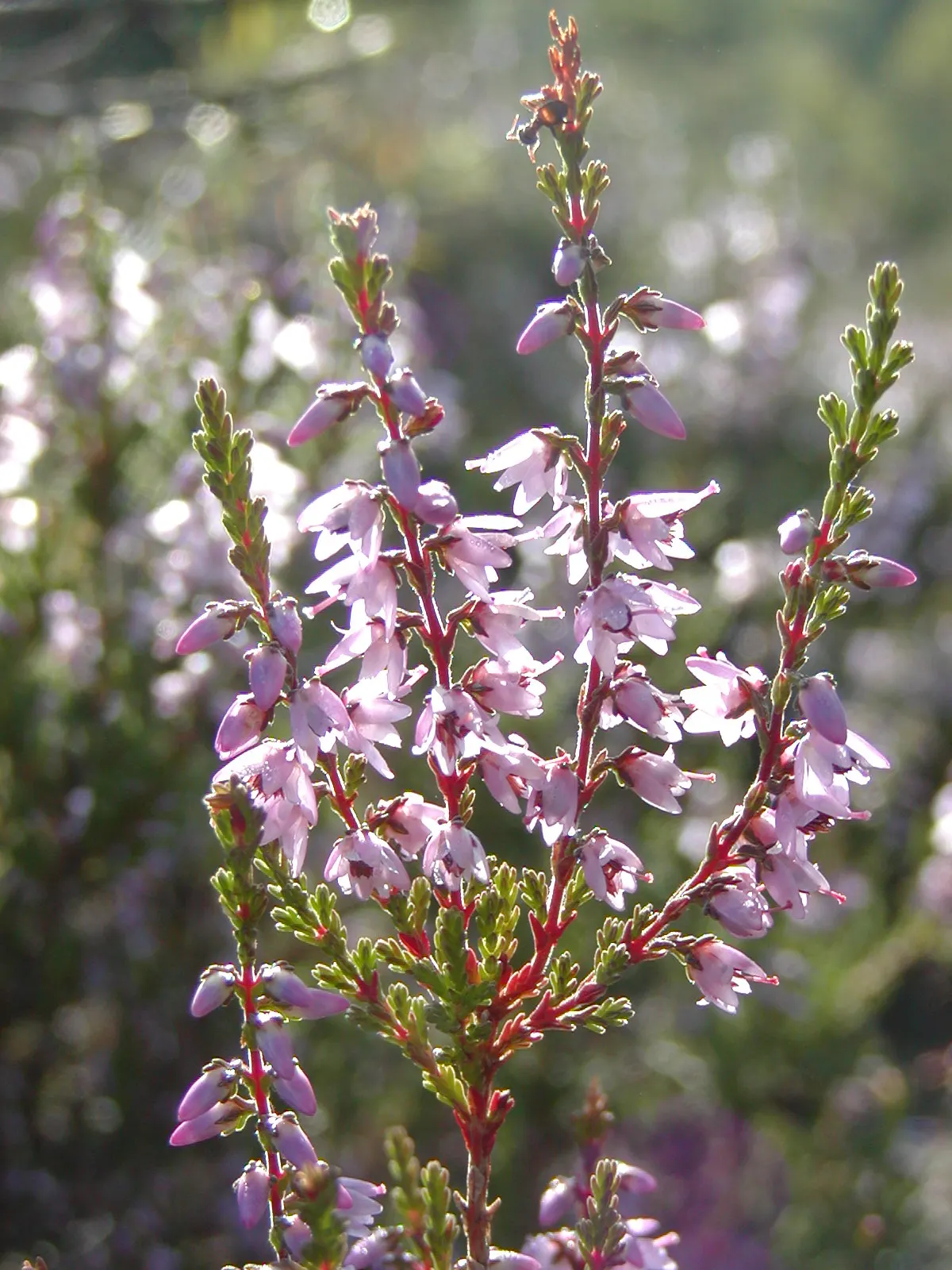 Heather (Erica Canaliculata) — exhibits good drought tolerance