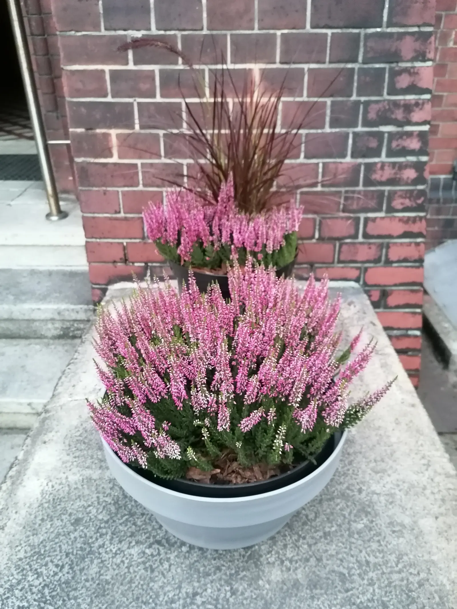 Heather (Erica Canaliculata) — Its foliage presents a dense array of fine; white flowers in the garden, image 67