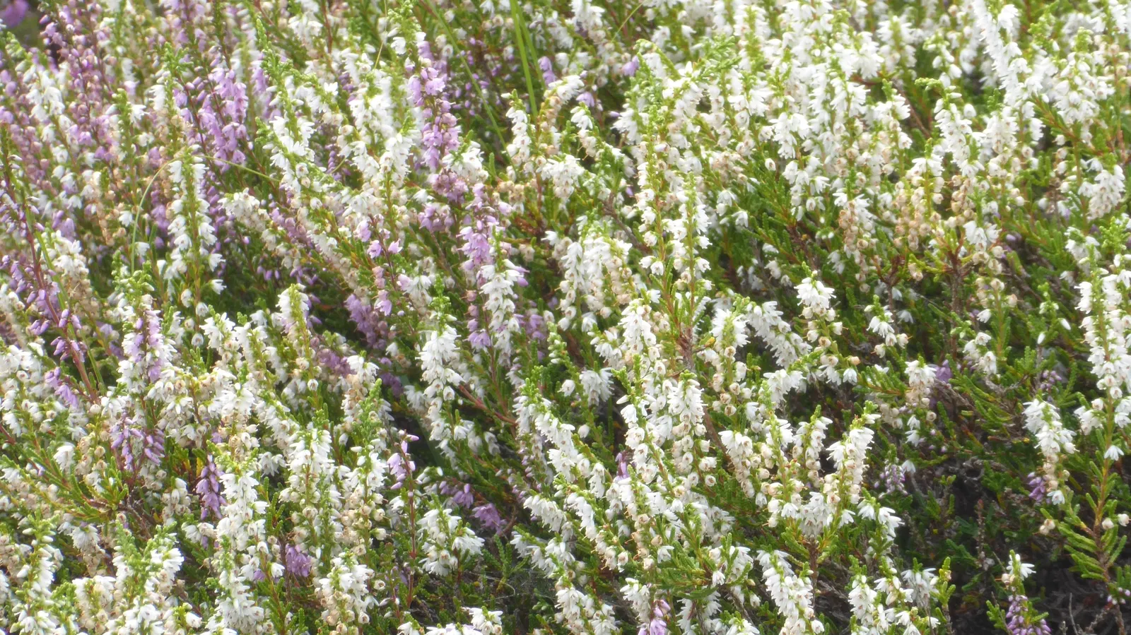 Heather (Erica Canaliculata) — needle-like leaves that create a rich tapestry of dark green; well-drained soil and full to partial sun exposure
