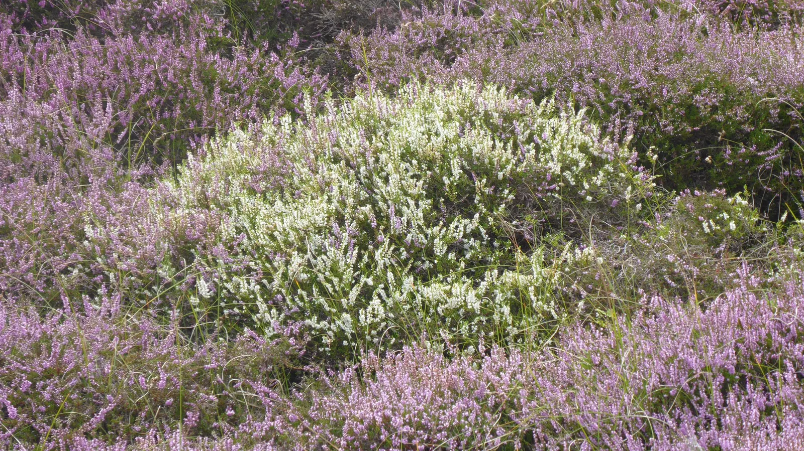 Heather (Erica Canaliculata) — Its foliage presents a dense array of fine; white flowers in the garden