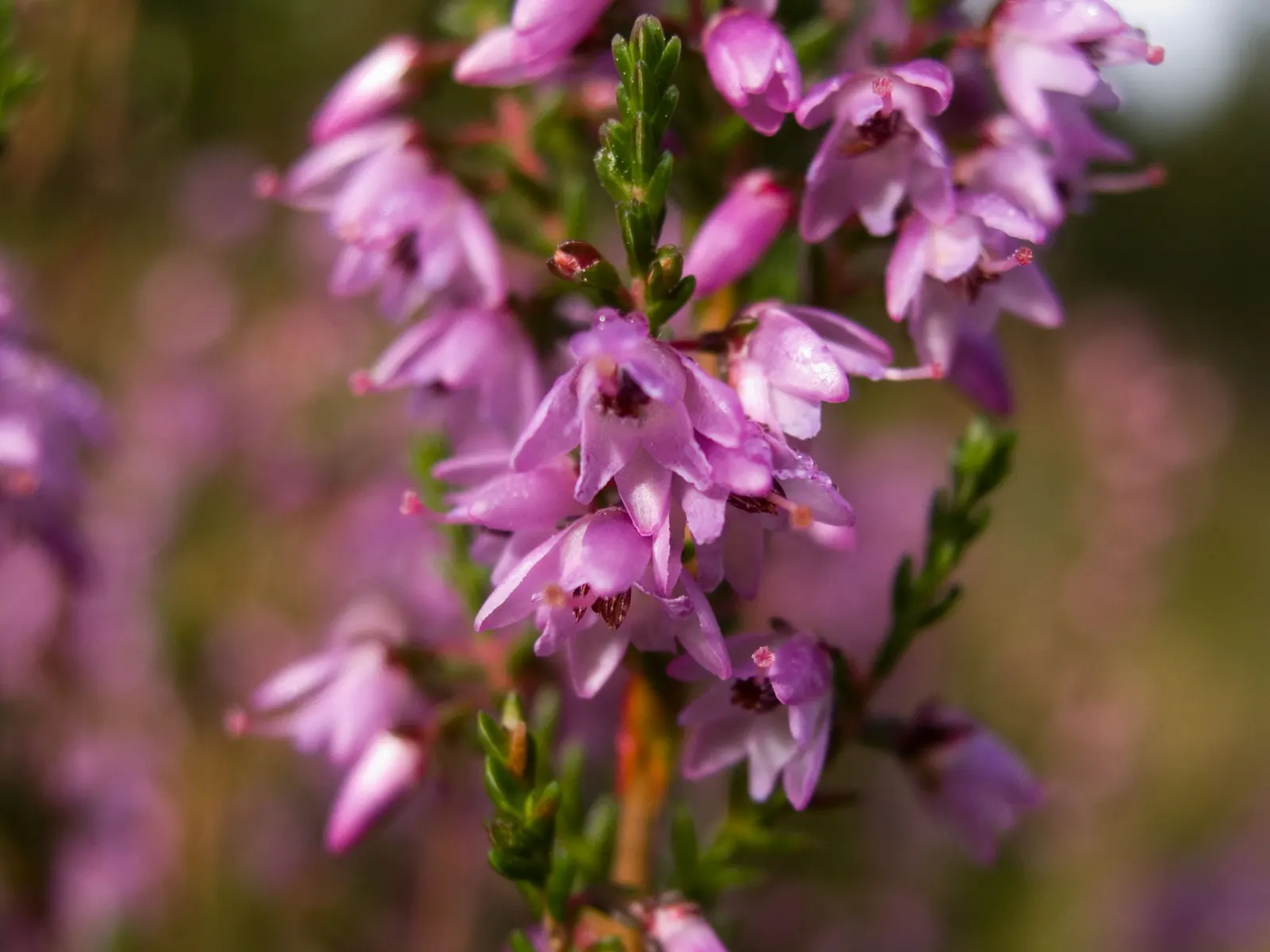 Heather (Erica Canaliculata) — which emerge in late winter to early spring; it typically reaches a mature height of around 5 to 6 feet