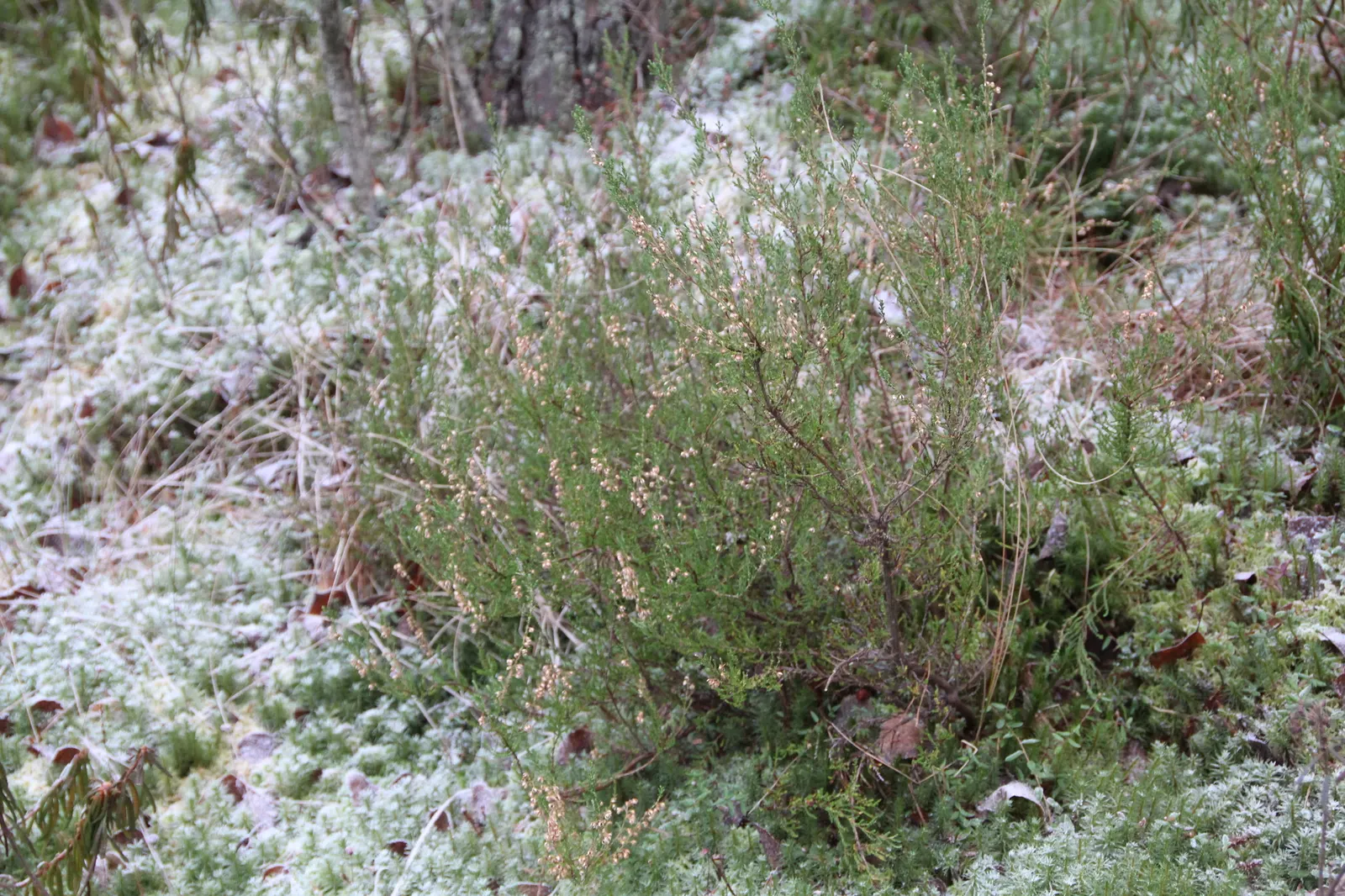 Heather (Erica Canaliculata) — Its fine foliage presents a feathery appearance; making it a versatile mid-size specimen for borders, image 54