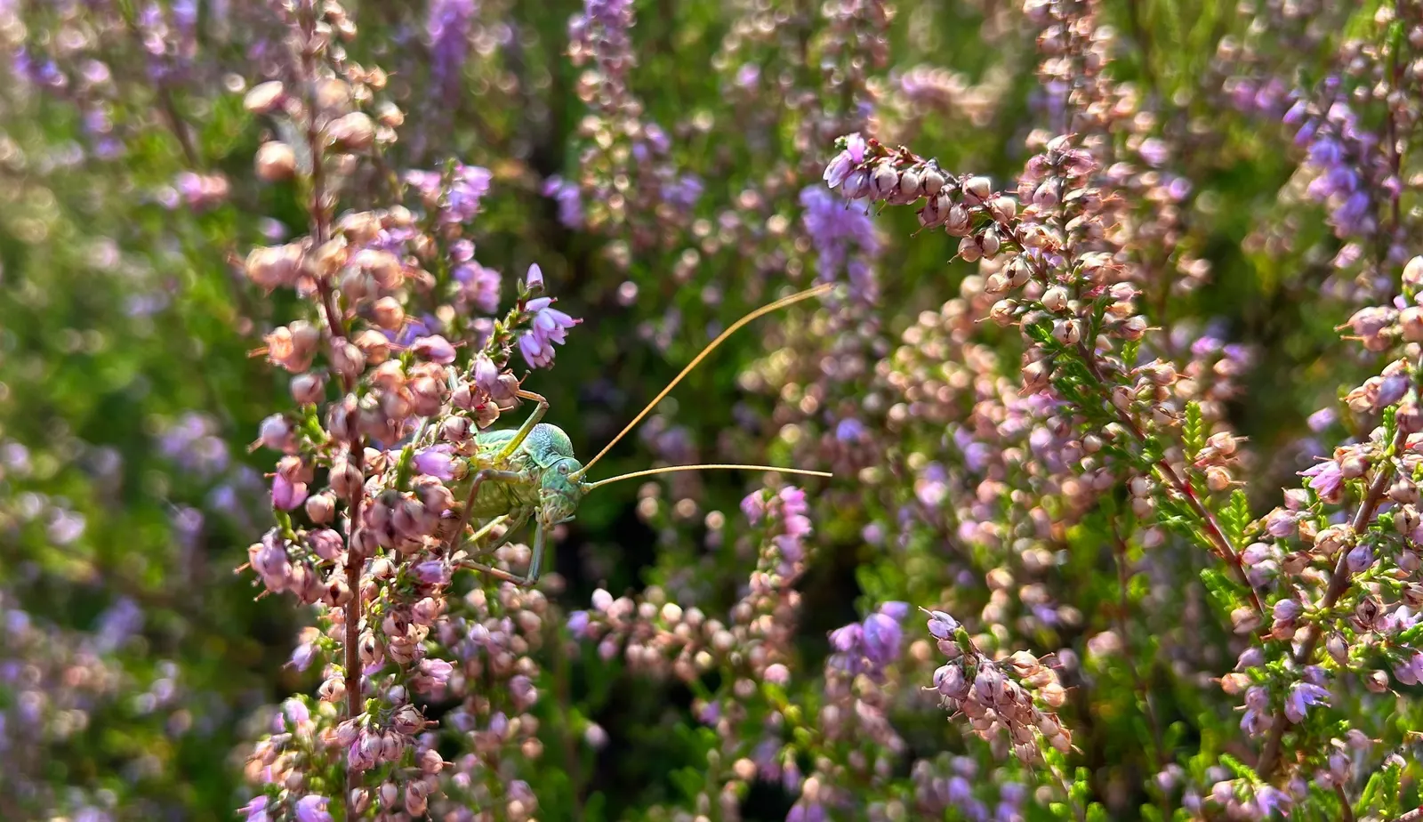 Heather (Erica Canaliculata) — It flourishes in well-draining acidic soil and once established; broadleaf evergreen / shrub for full or half