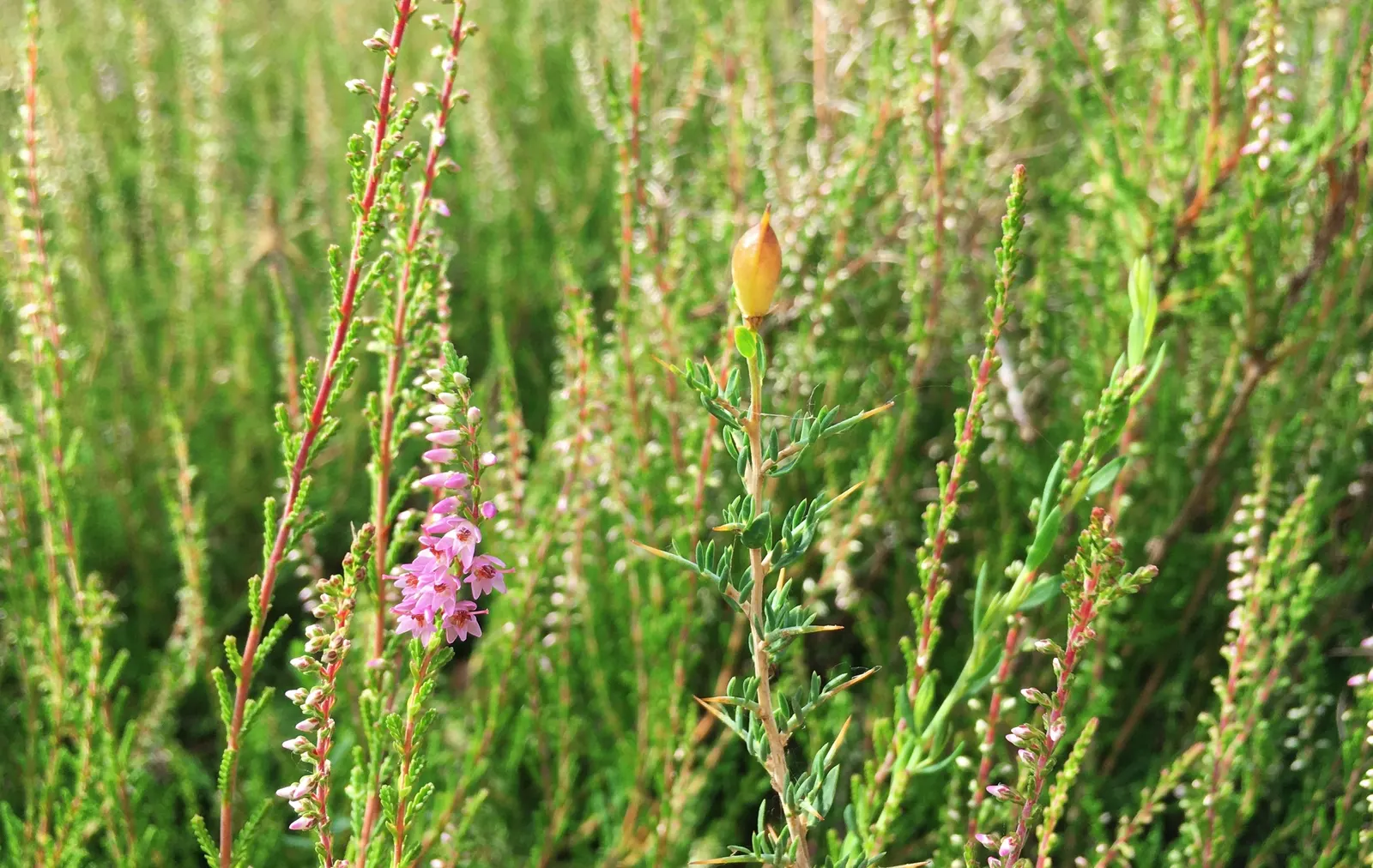 Heather (Erica Canaliculata) — With its low maintenance requirements and captivating aesthetic; its fine foliage presents a feathery appearance, image 75