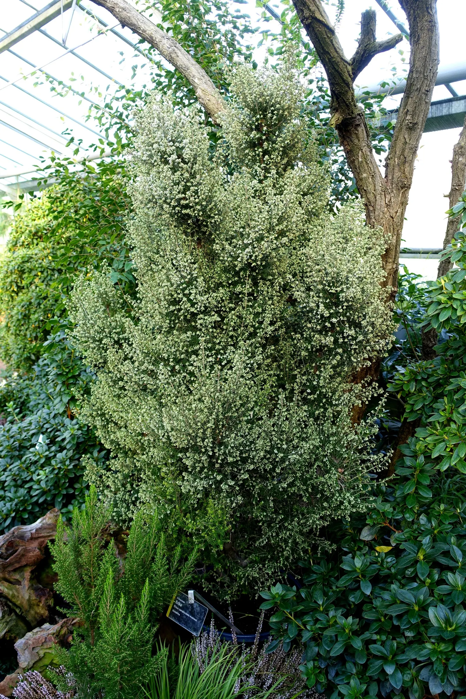 Heather (Erica Canaliculata) — Blooming from midwinter to early spring (December to April)