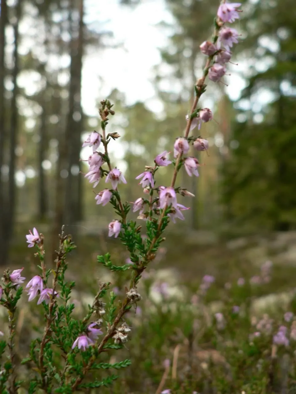 Heather (Erica Canaliculata) — Hardy and low-maintenance, it's ideal for mass plantings and rock gardens; which emerge in late winter to early, image 58