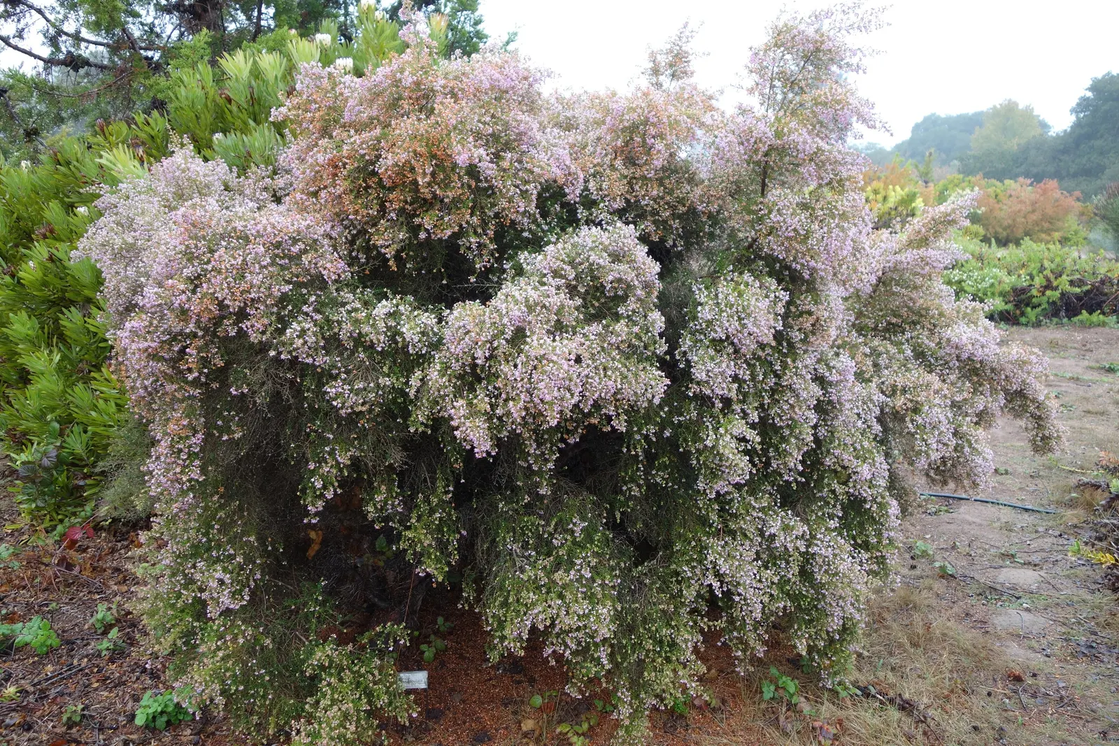 Heather (Erica Canaliculata) — topped by plentiful bell-shaped flowers ranging from pinks to purples